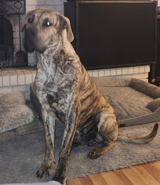 Mastiff mix (x-large) image 3