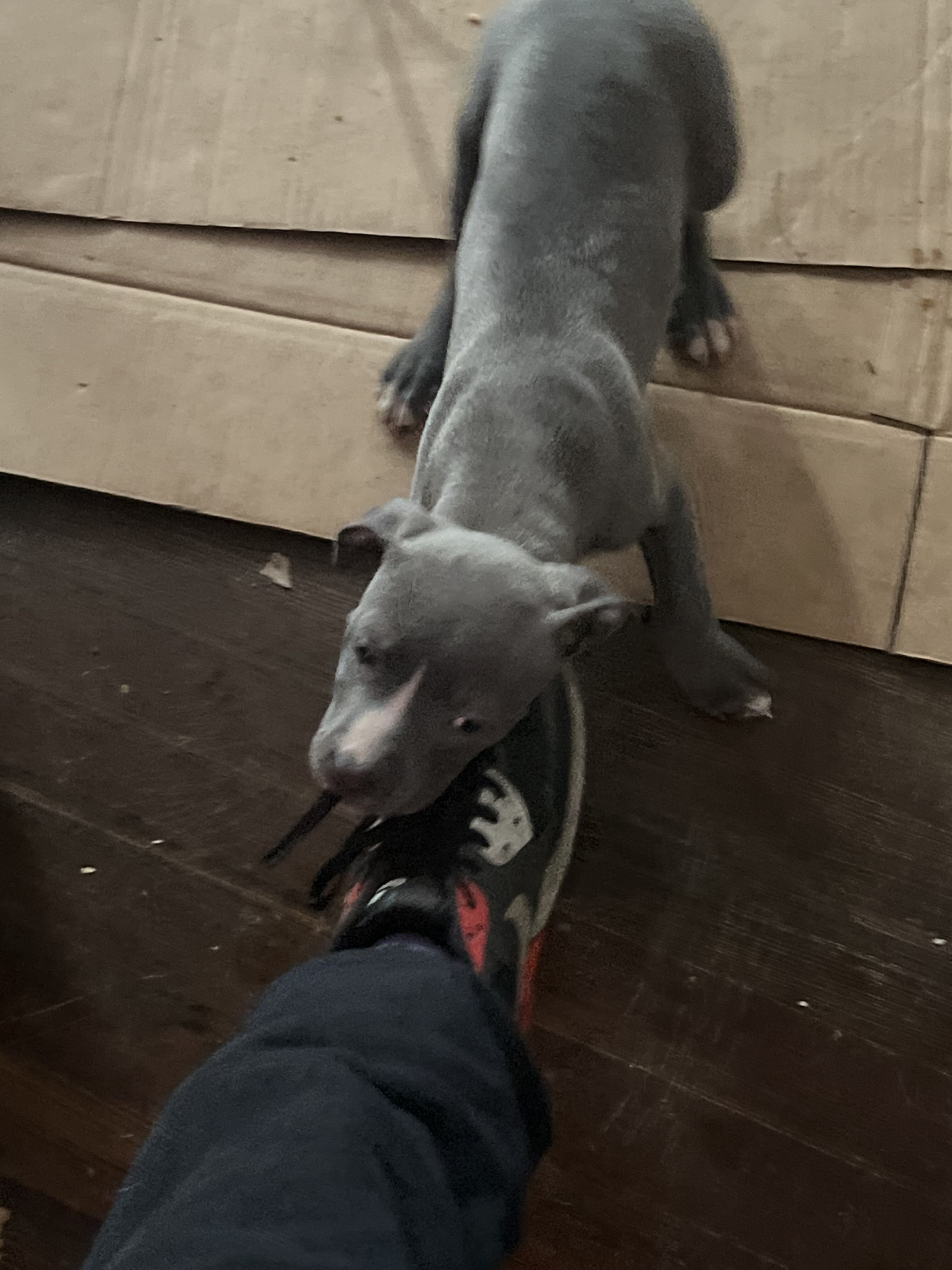 Pit bull puppies image 6