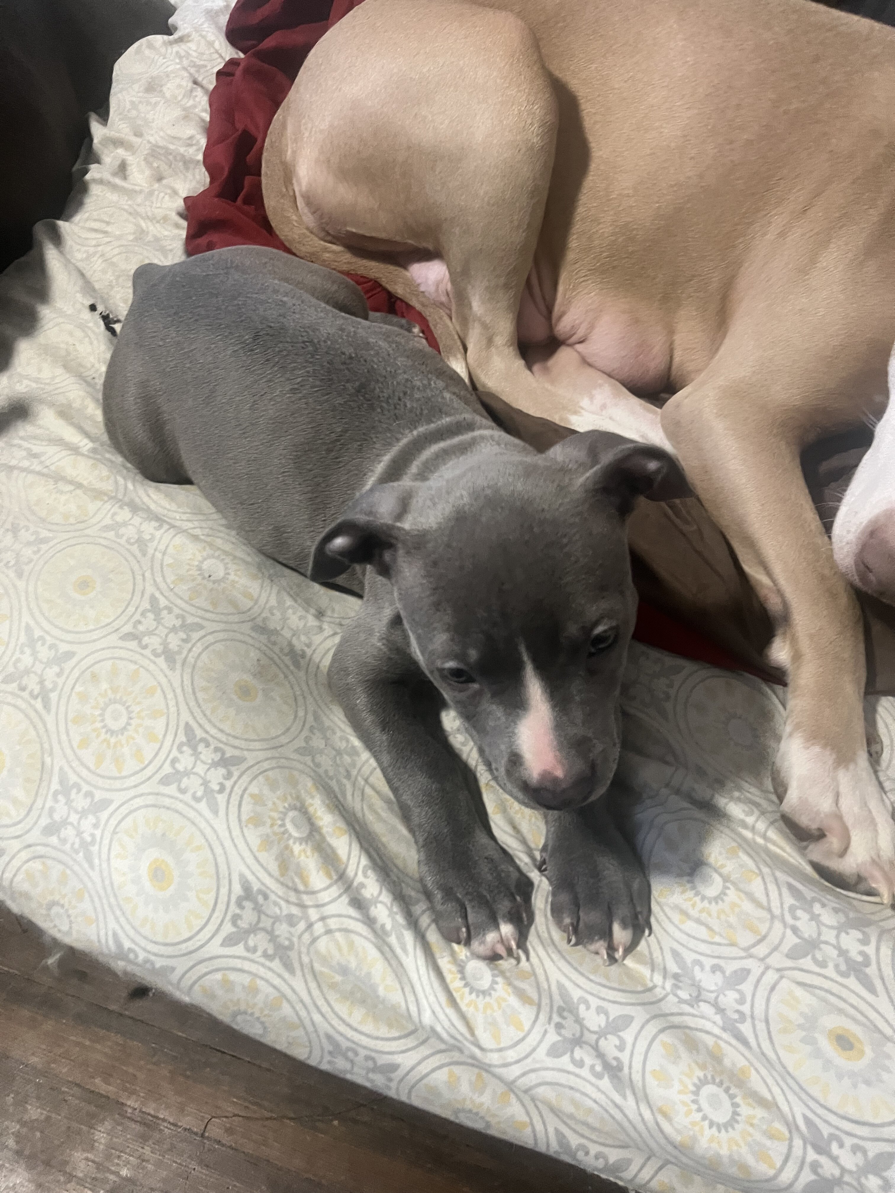 Pit bull puppies image 5