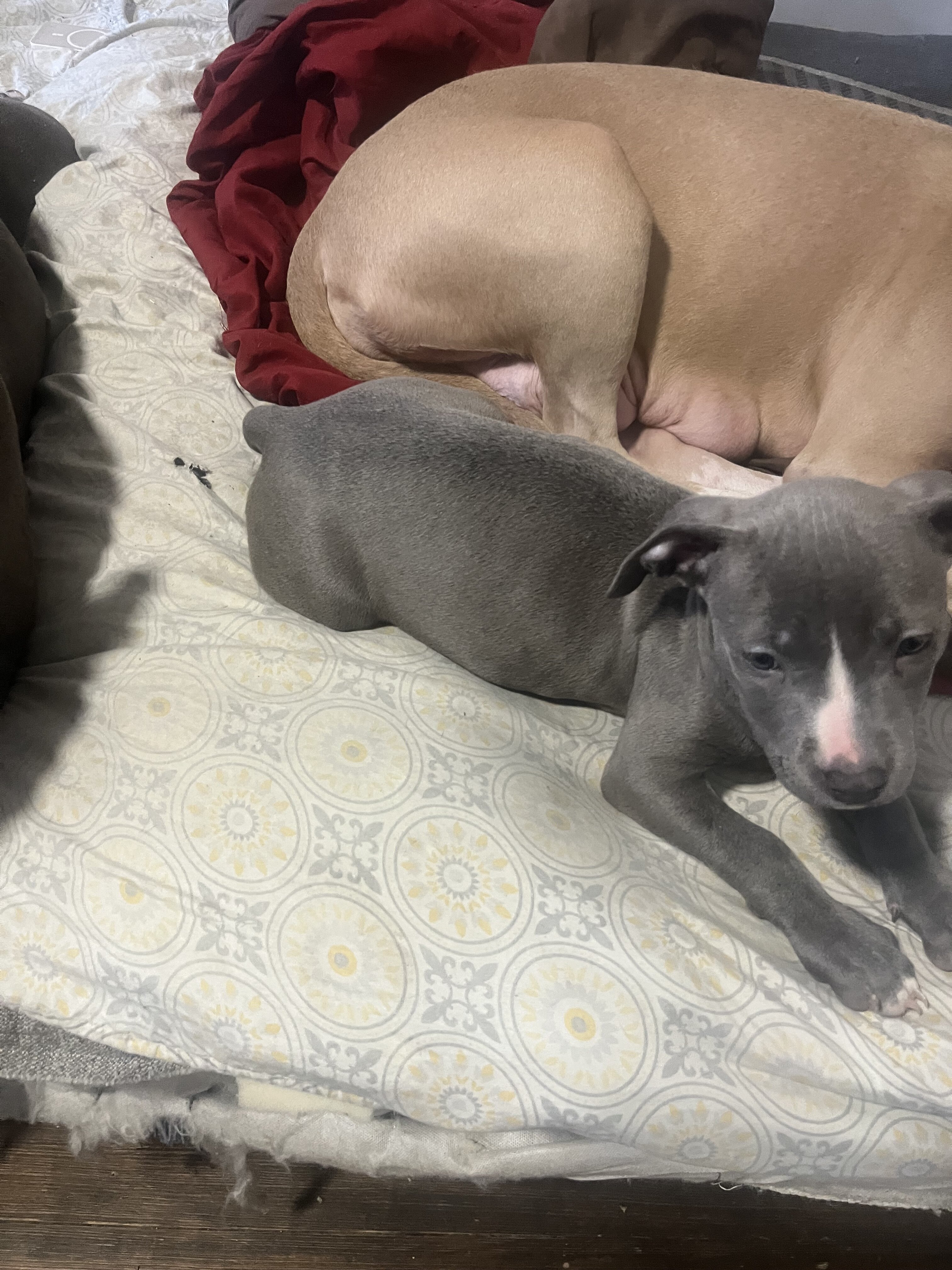 Pit bull puppies image 4