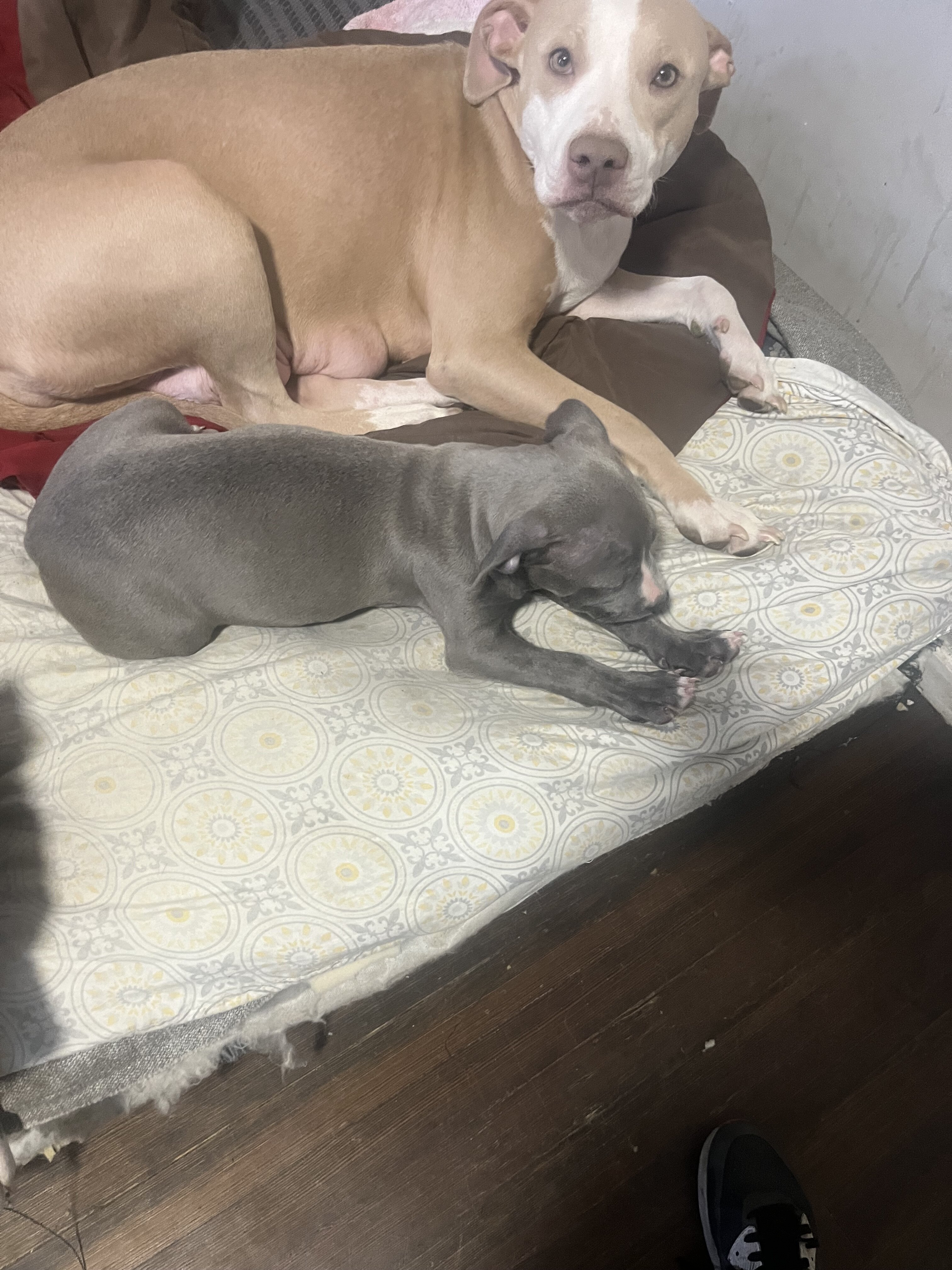 Pit bull puppies image 3