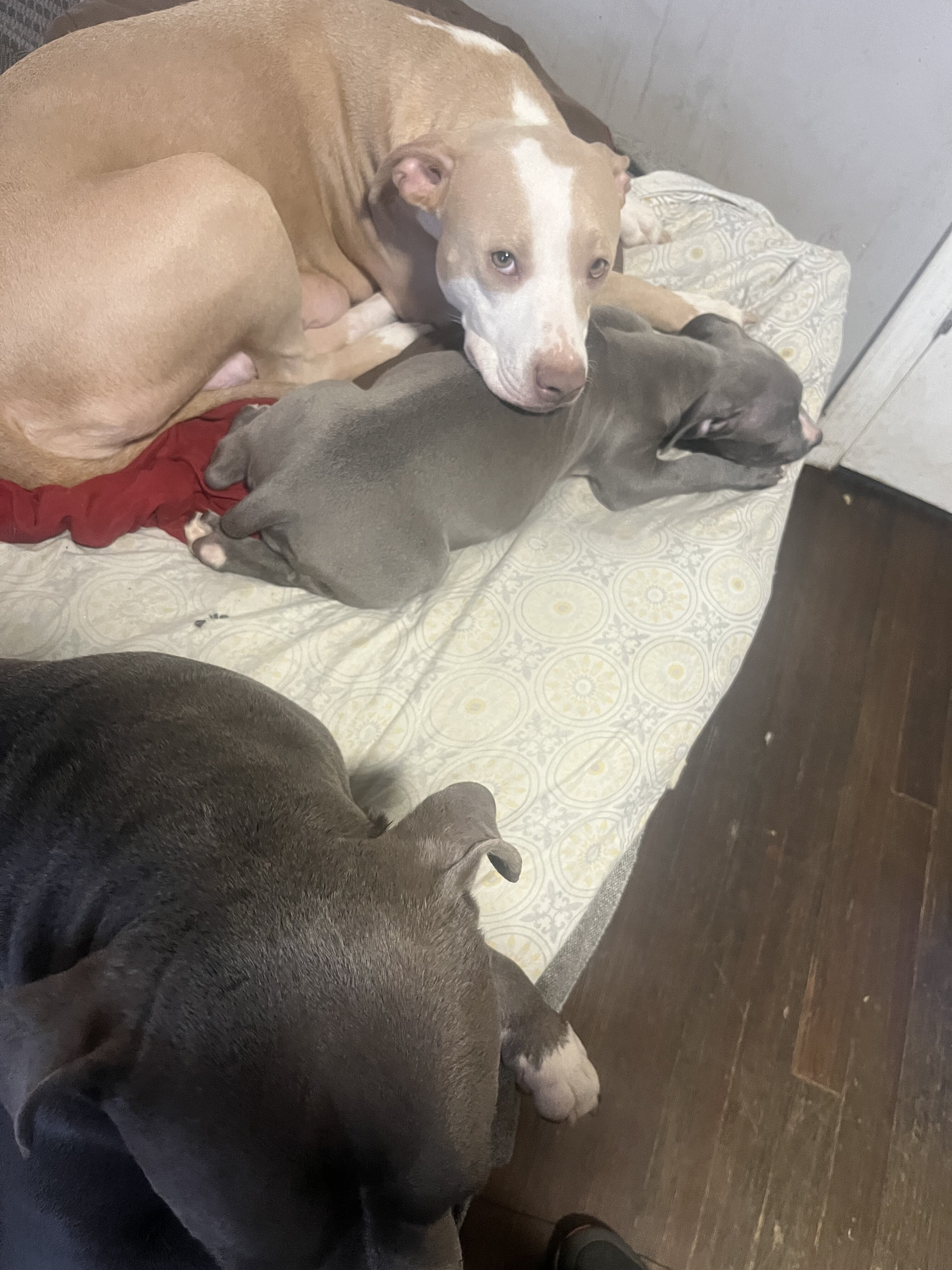 Pit bull puppies image 2