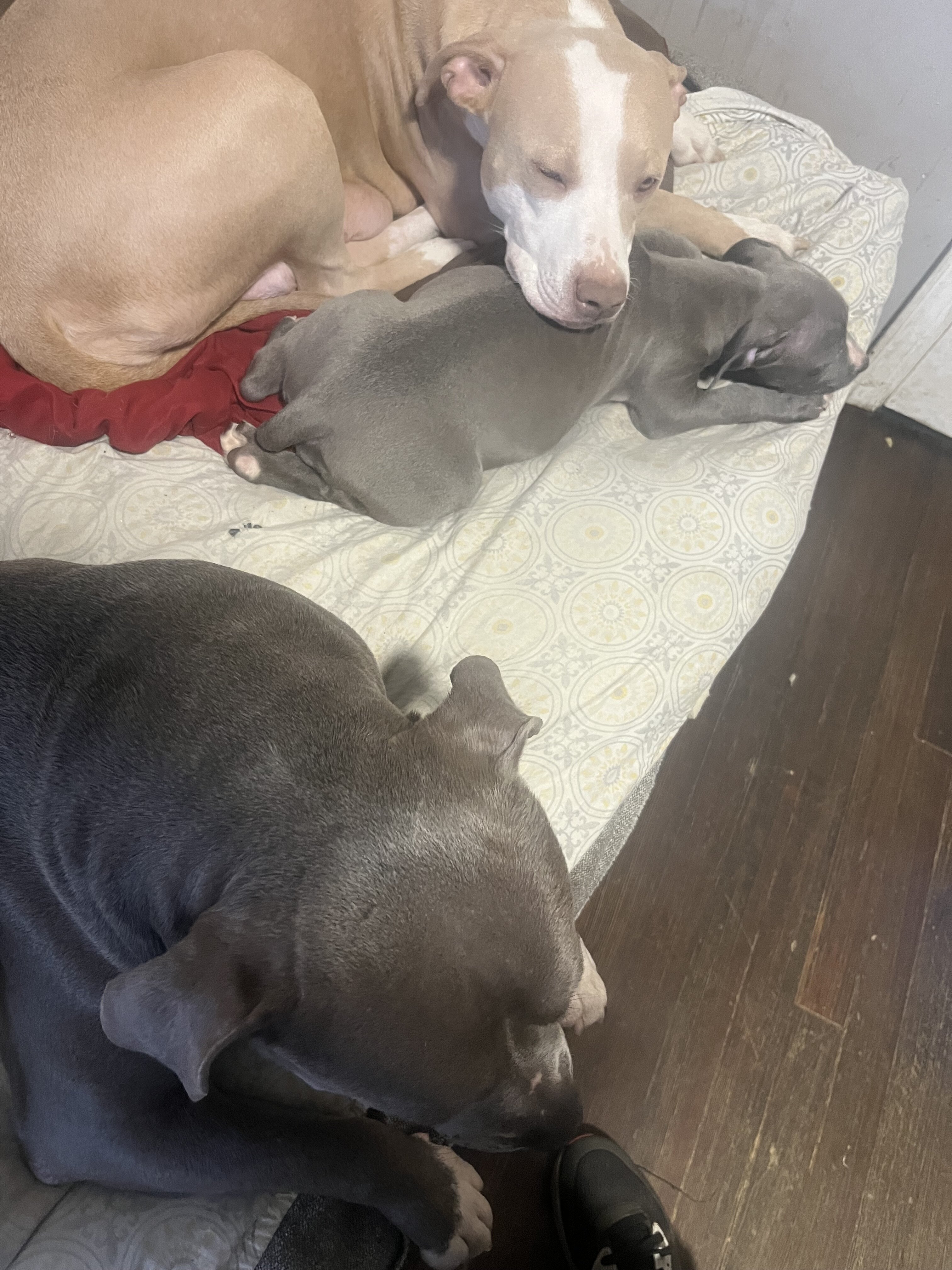 Pit bull puppies image 1