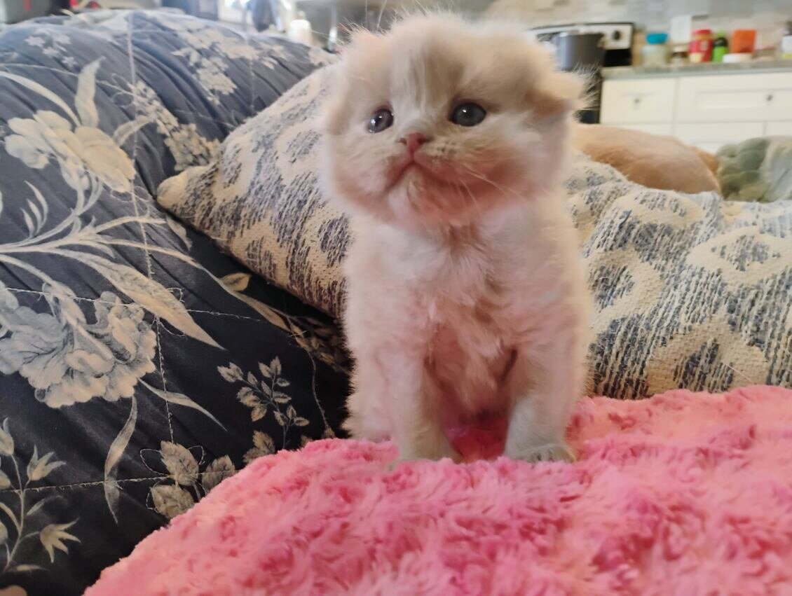 Scottish Fold kittens image 4