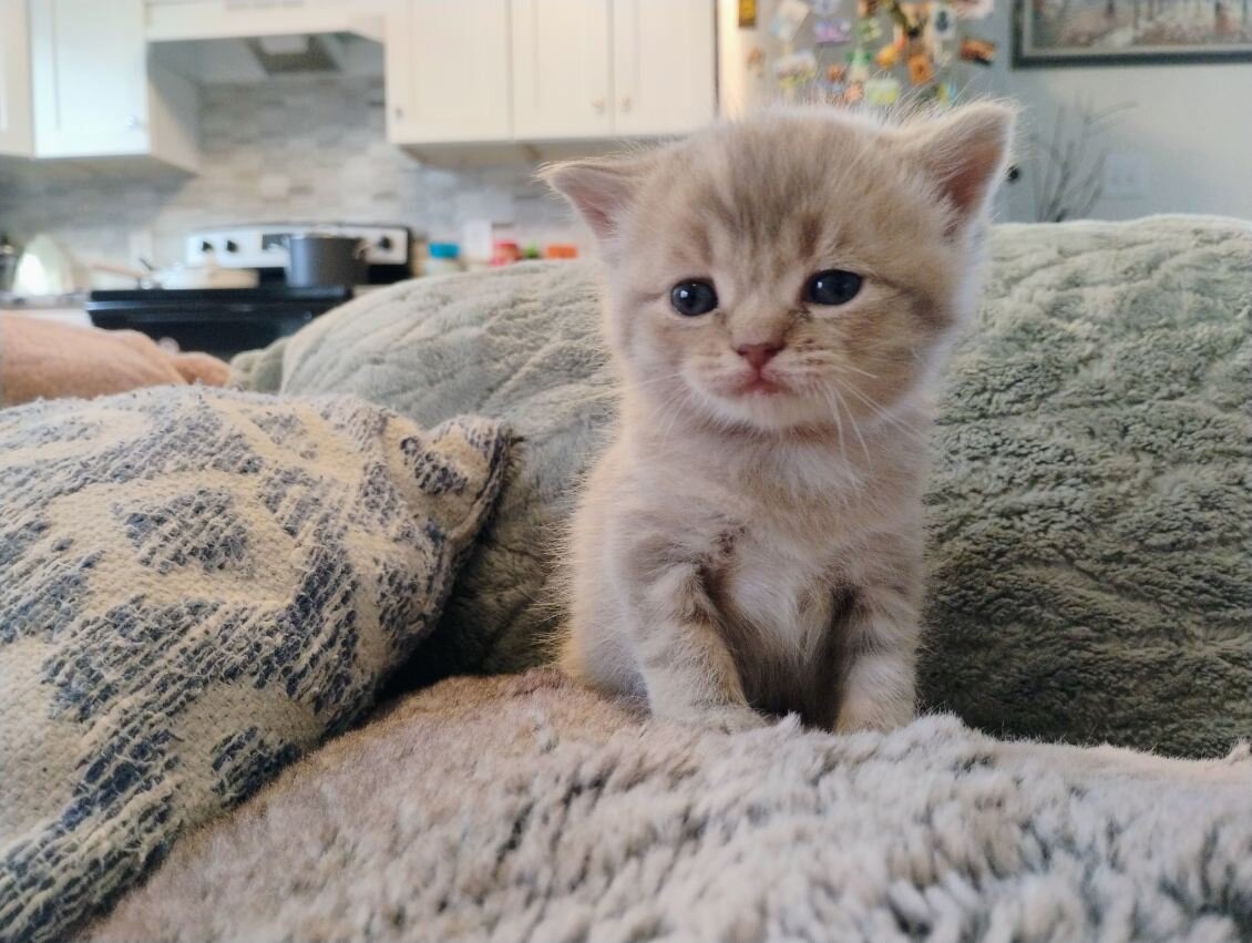 Scottish Fold kittens image 3