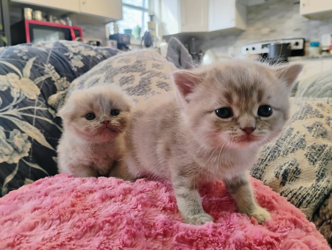 Scottish Fold kittens image 2