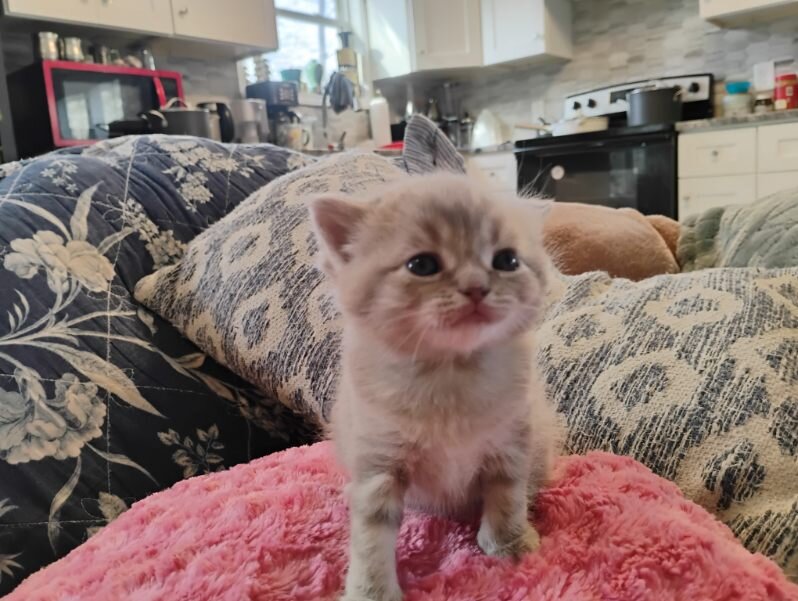 Scottish Fold kittens image 1