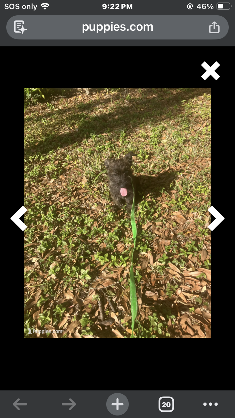 Puppy image 3