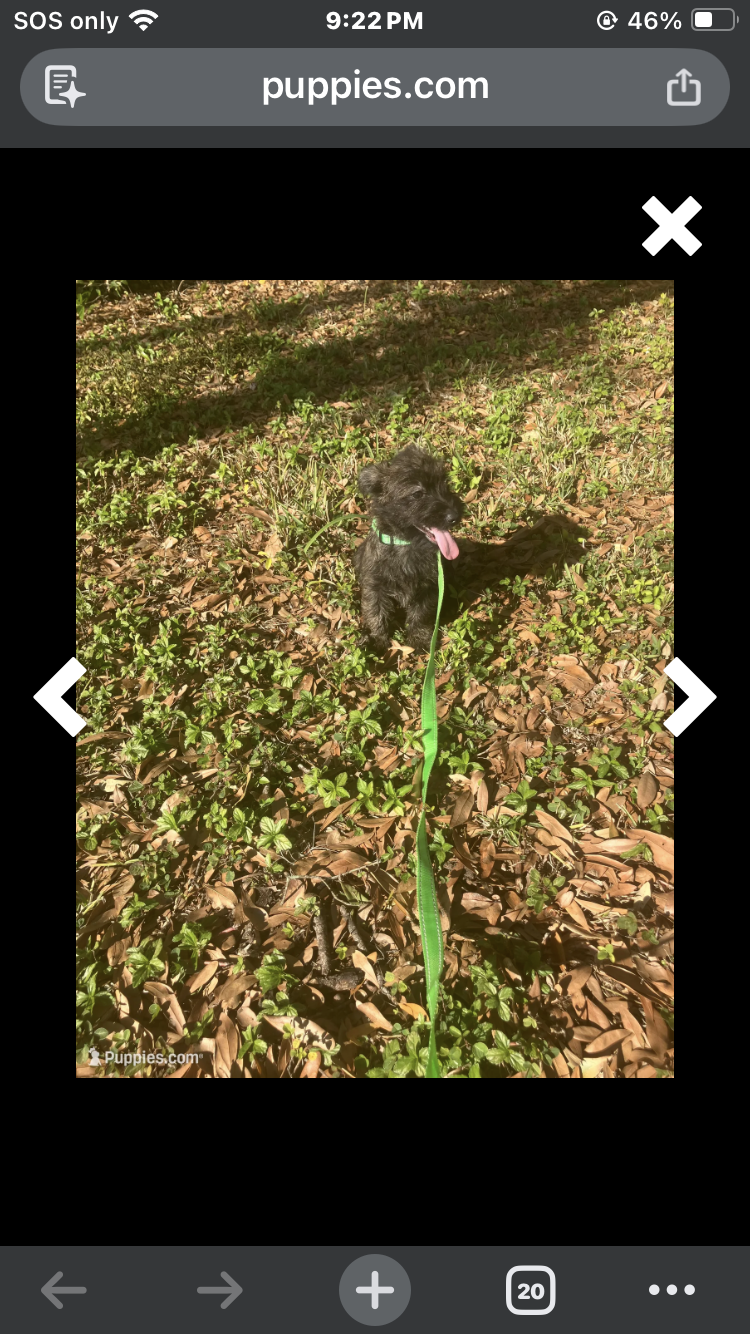 Puppy image 2