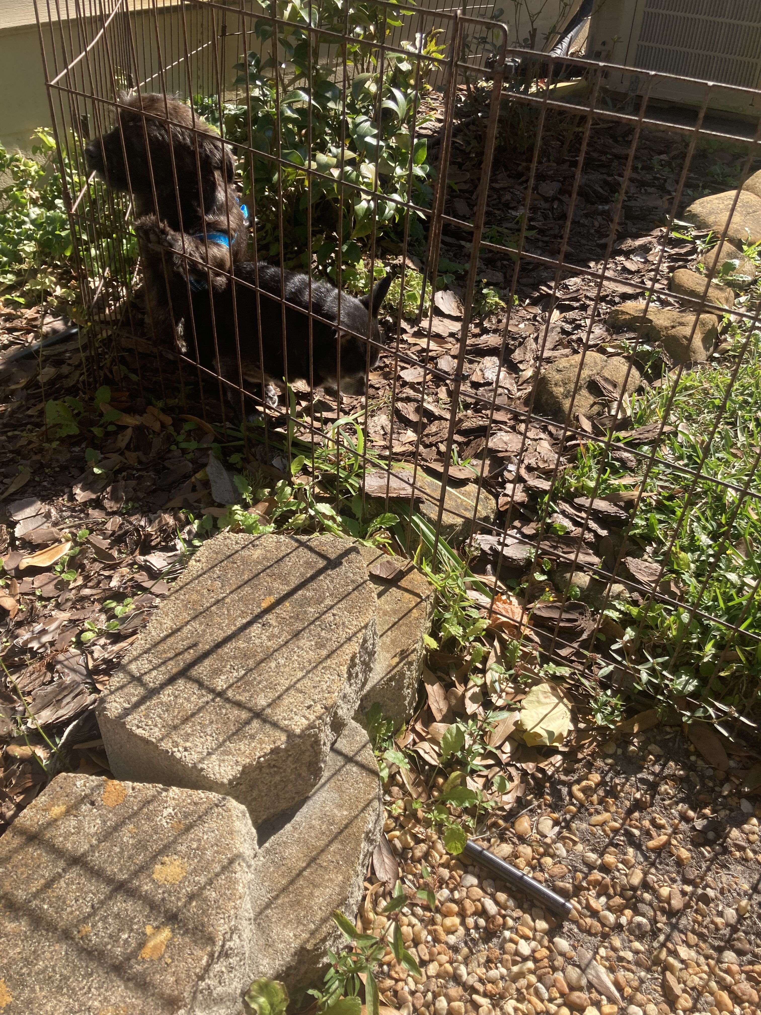 Puppy image 4