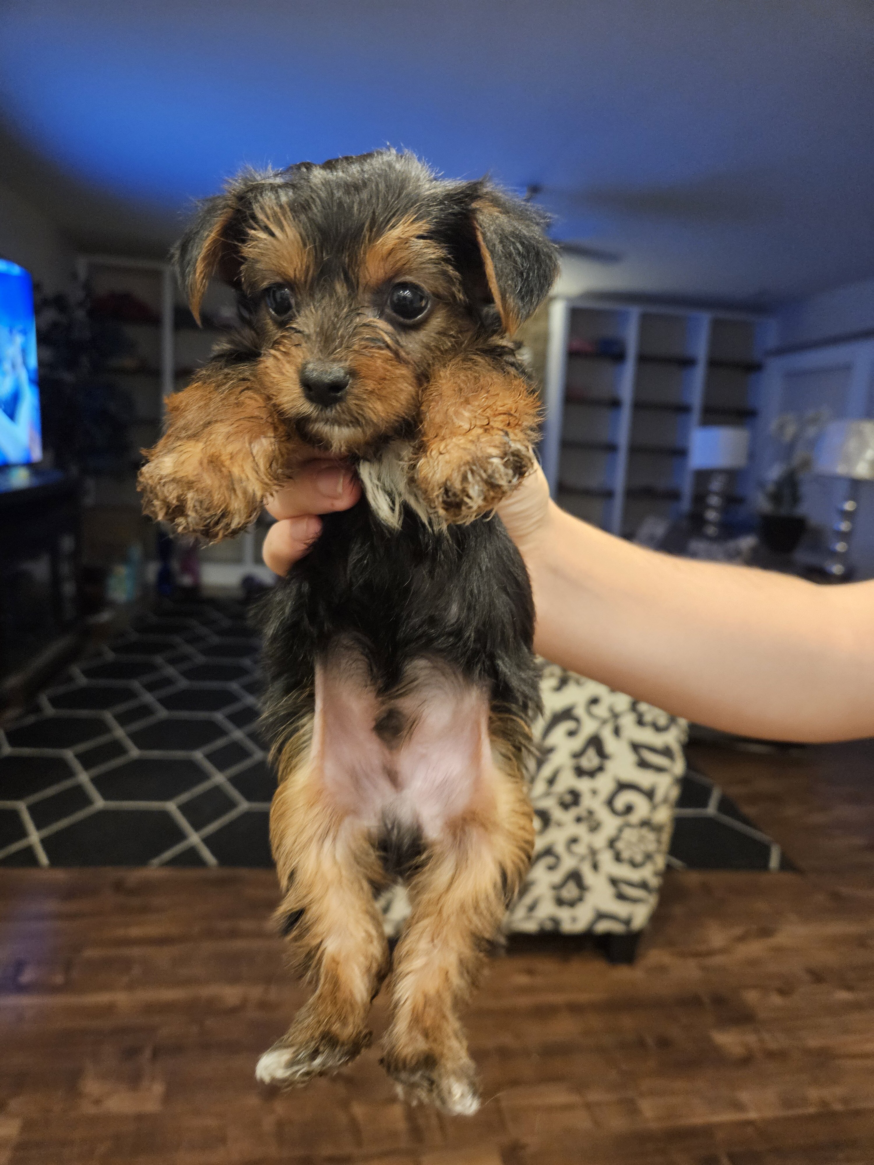 Ckc registered yorkies. 1 boy and 1 girl. image 2