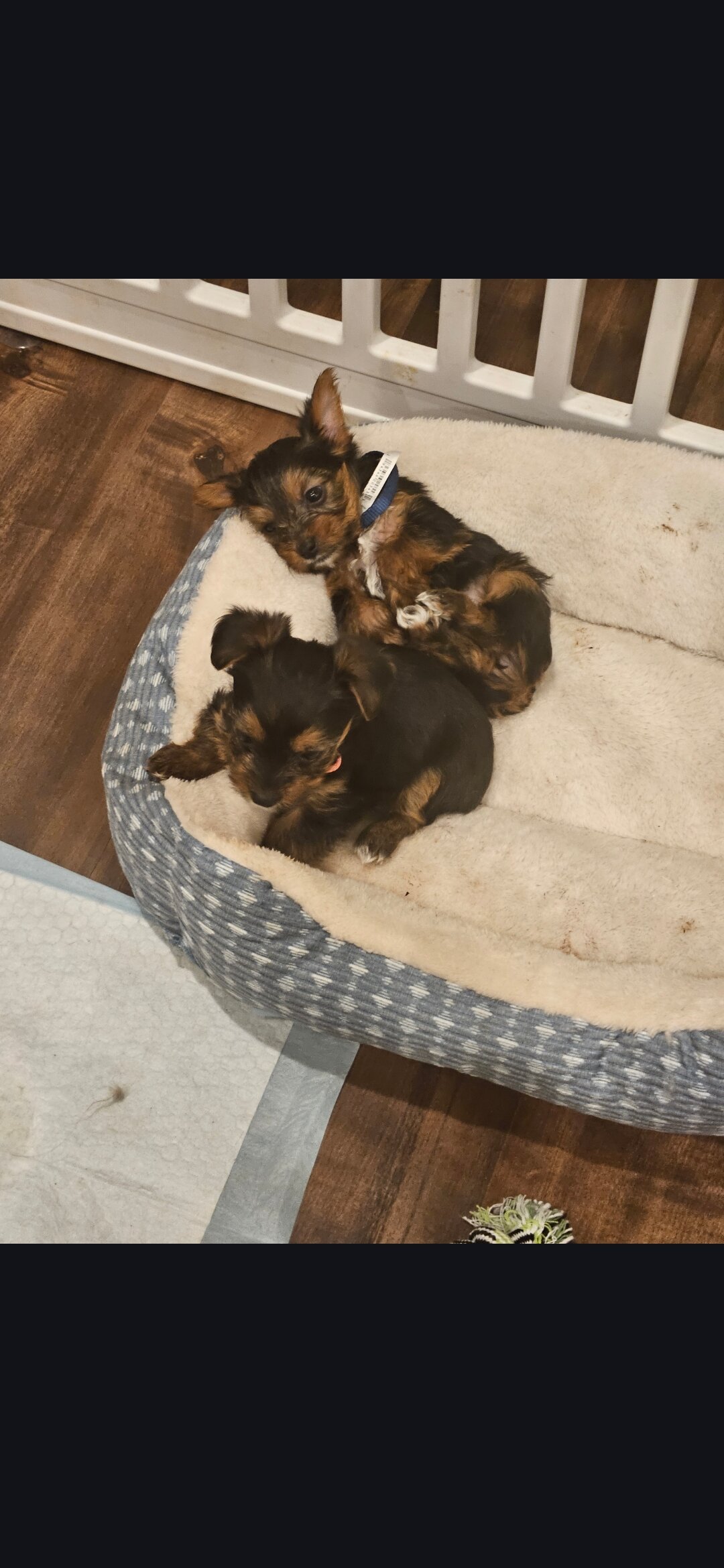 Ckc registered yorkies. 1 boy and 1 girl. image 1
