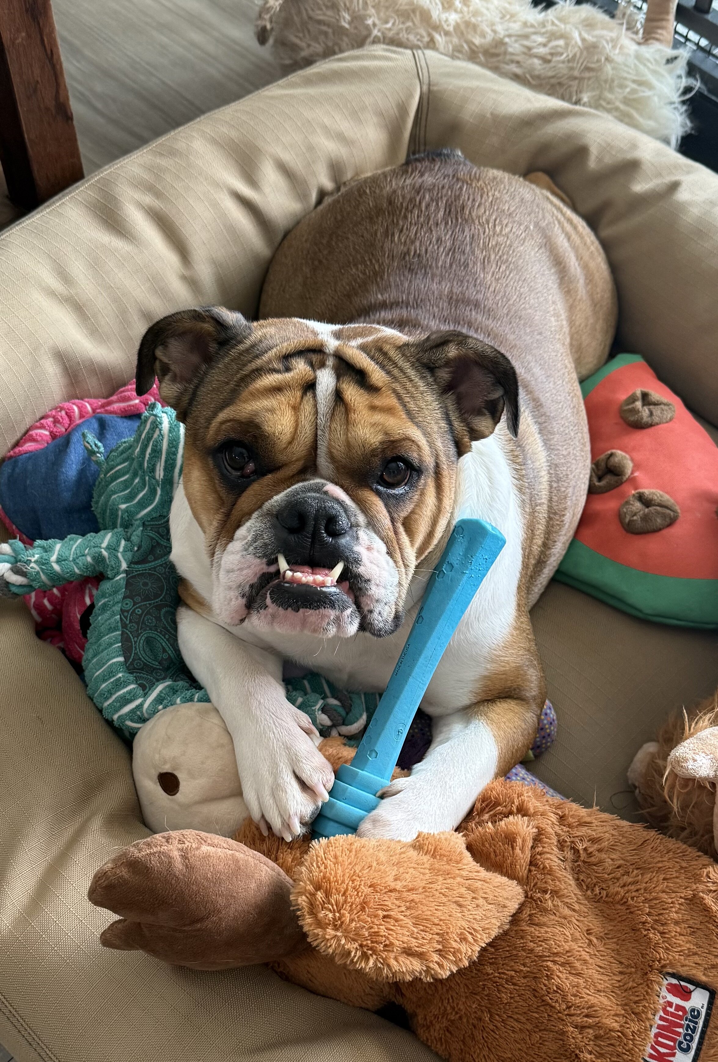 English Bulldog image 1