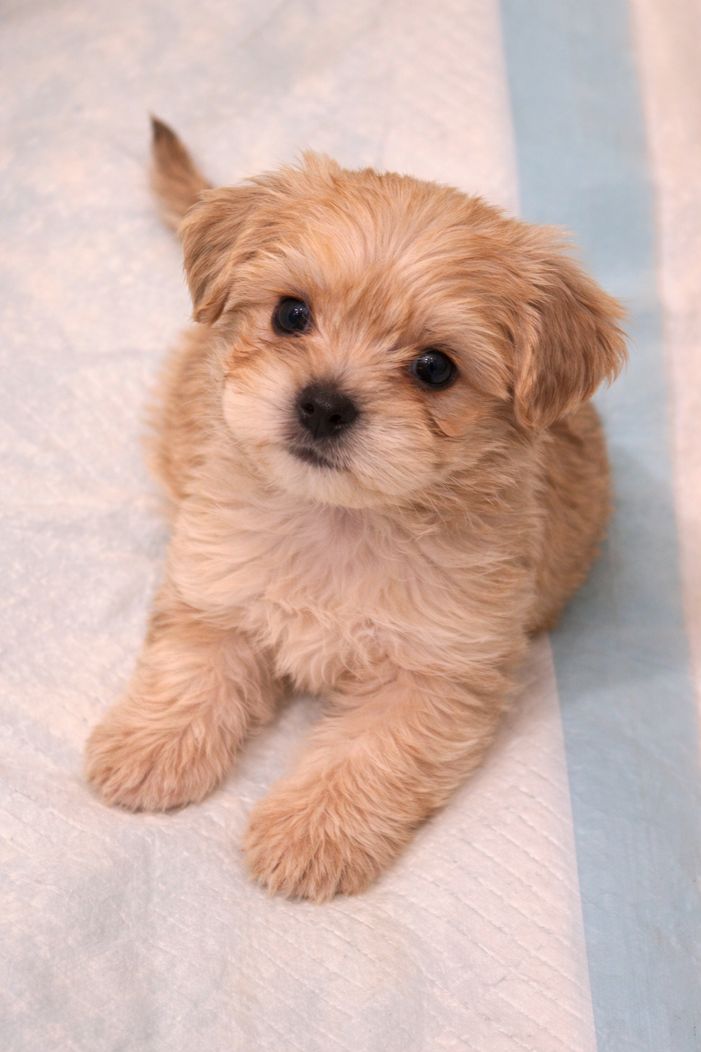 🚨 🐾 Teddy – Maltese Puppy (Fluffy & Sweet!) image 1