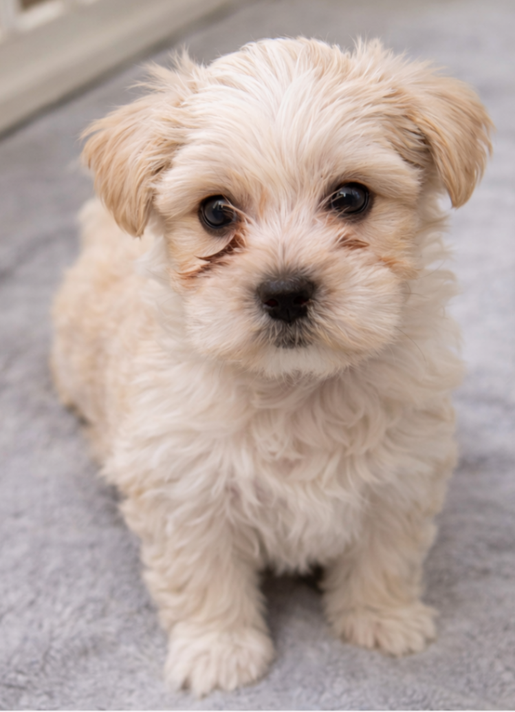 🚨 🐾 Malshi Puppy – Ready  (Won’t Last!) image 1