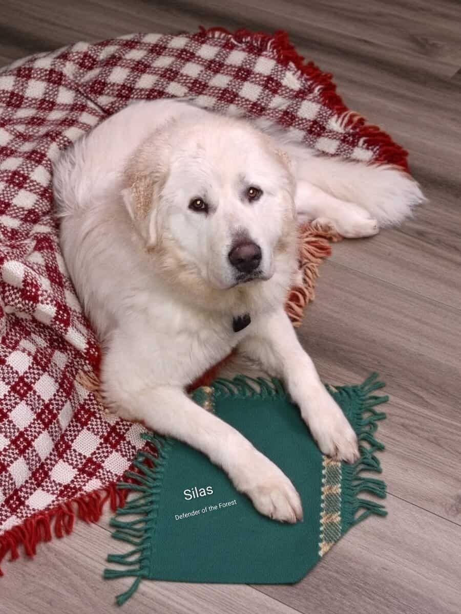 1yr old Great Pyrenees male pup image 1