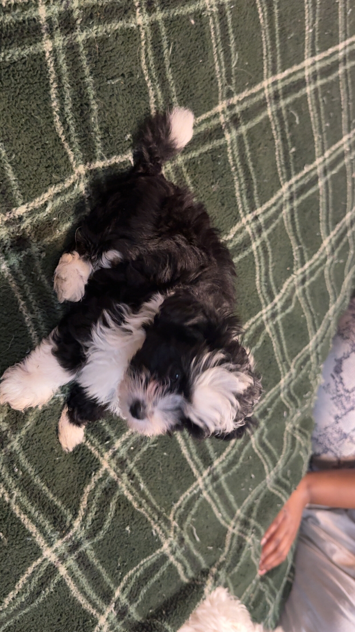 Malshipoo Puppies Ready Now – All Girls 🐶💕 image 3