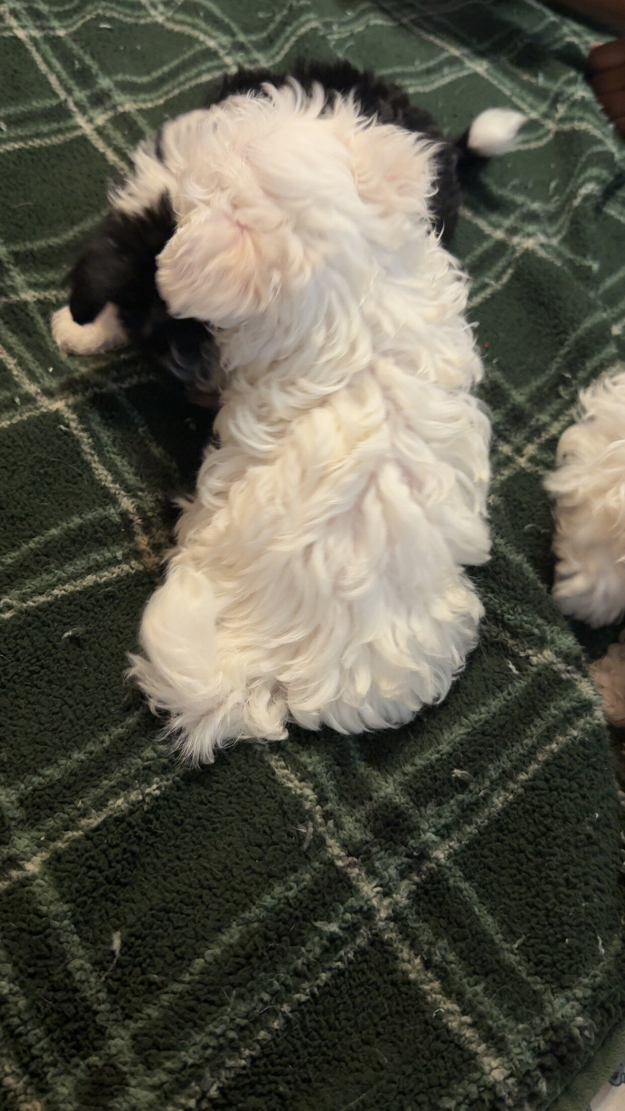 Malshipoo Puppies Ready Now – All Girls 🐶💕 image 4