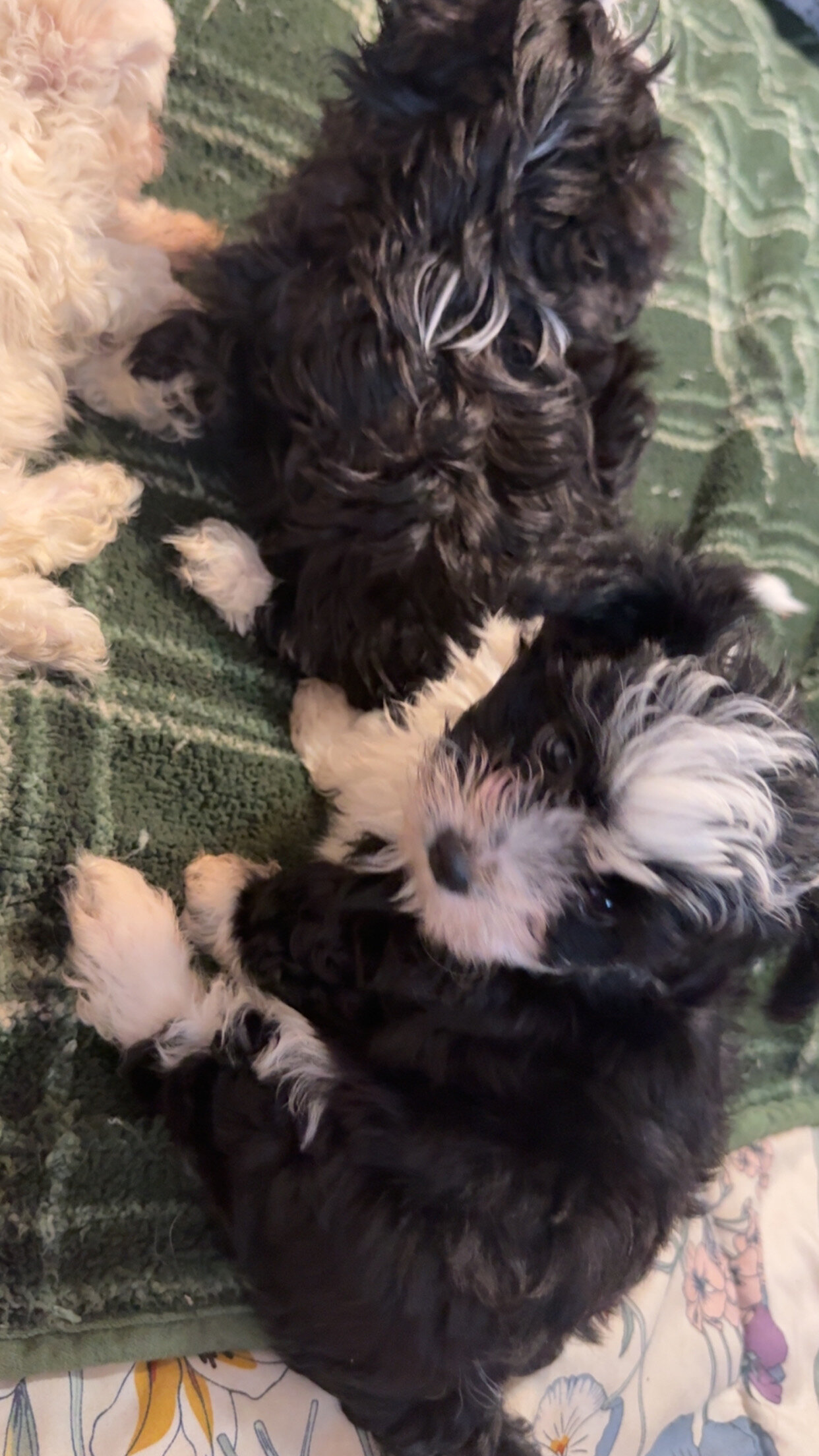 Malshipoo Puppies Ready Now – All Girls 🐶💕 image 1