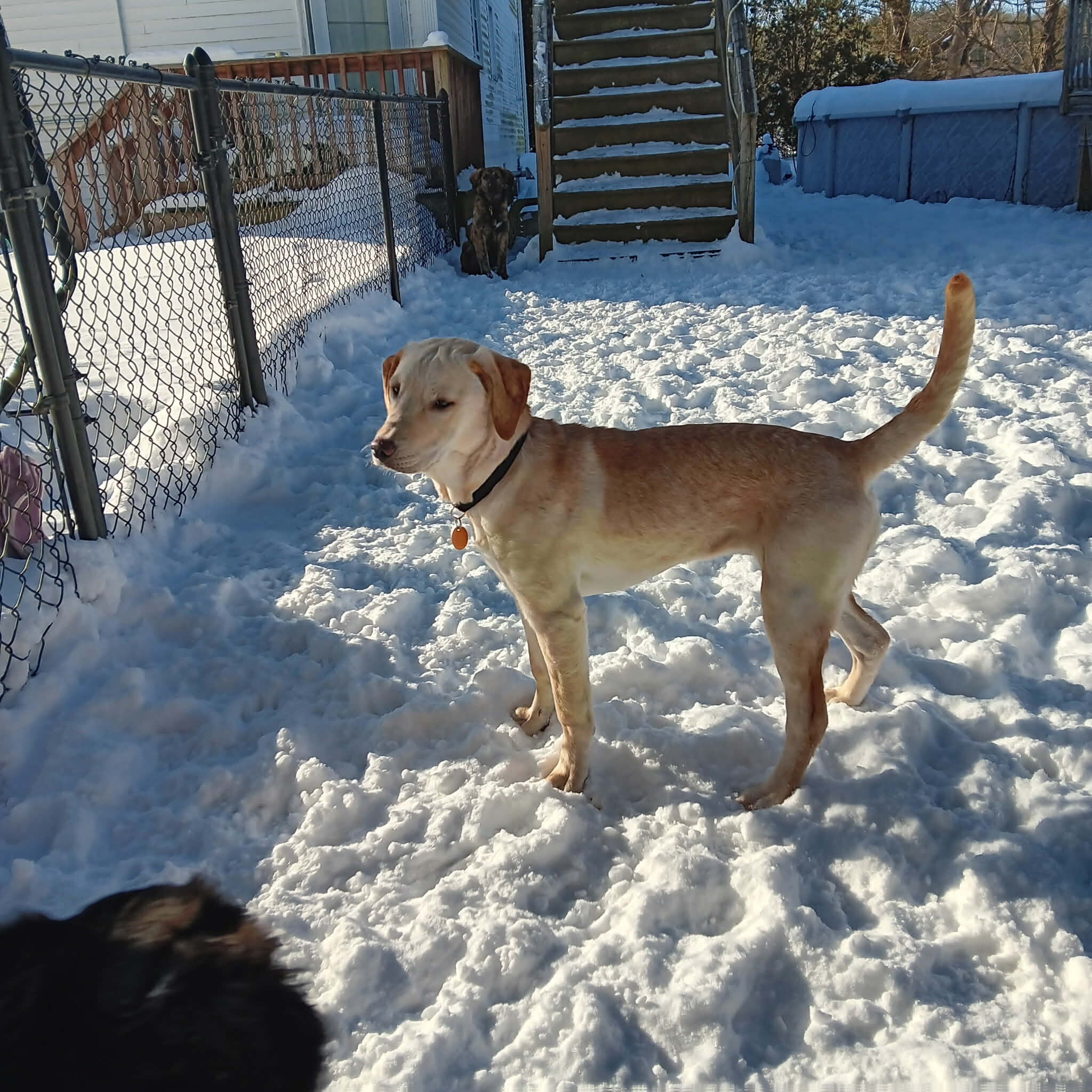 Puppy image 2