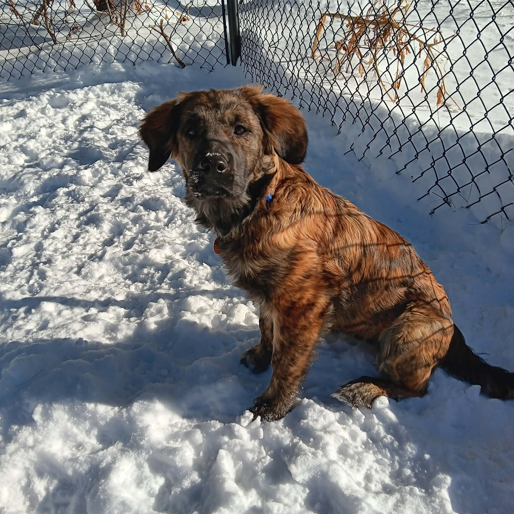 Puppy image 1