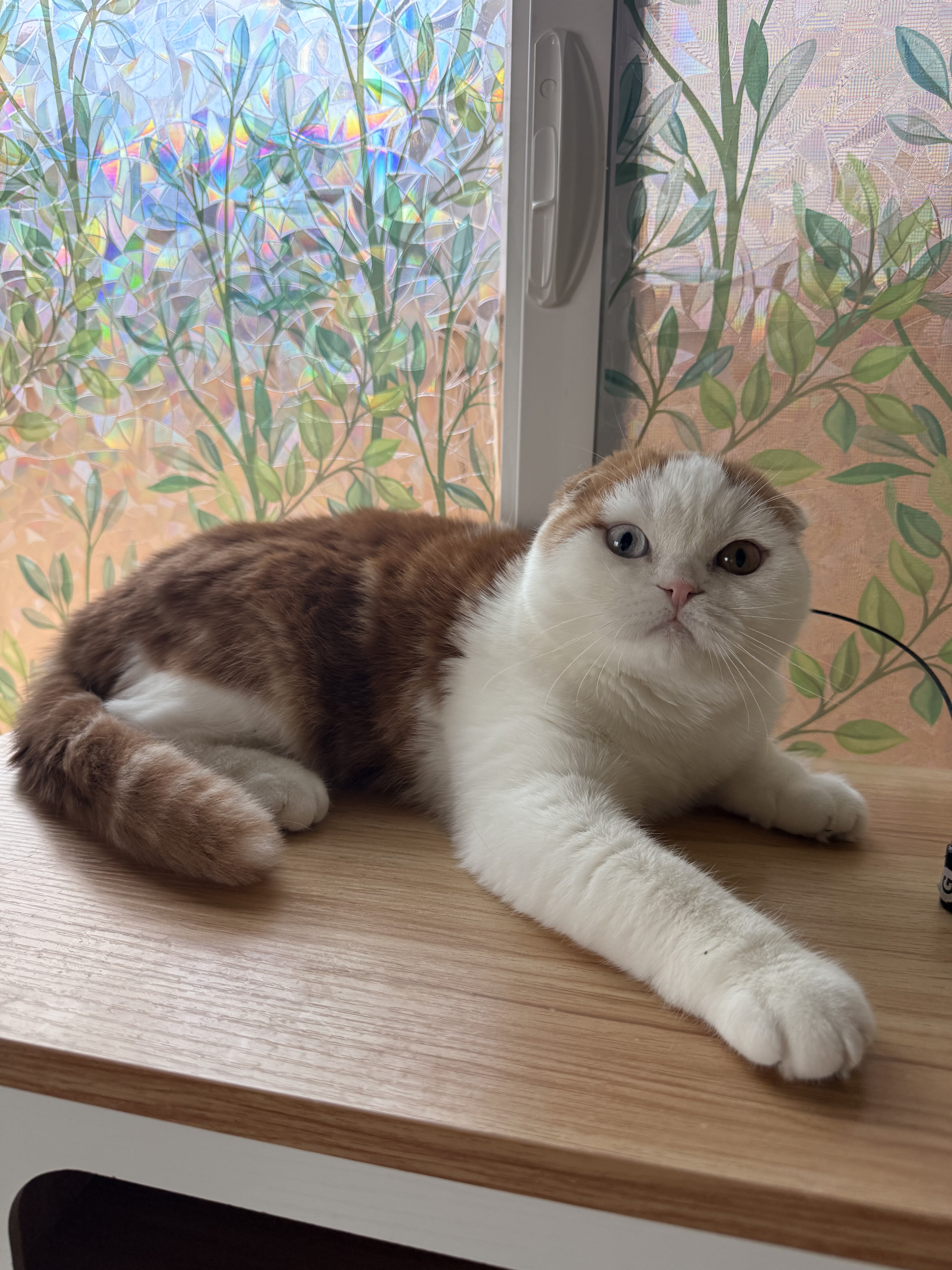 Scottish Fold Male image 1