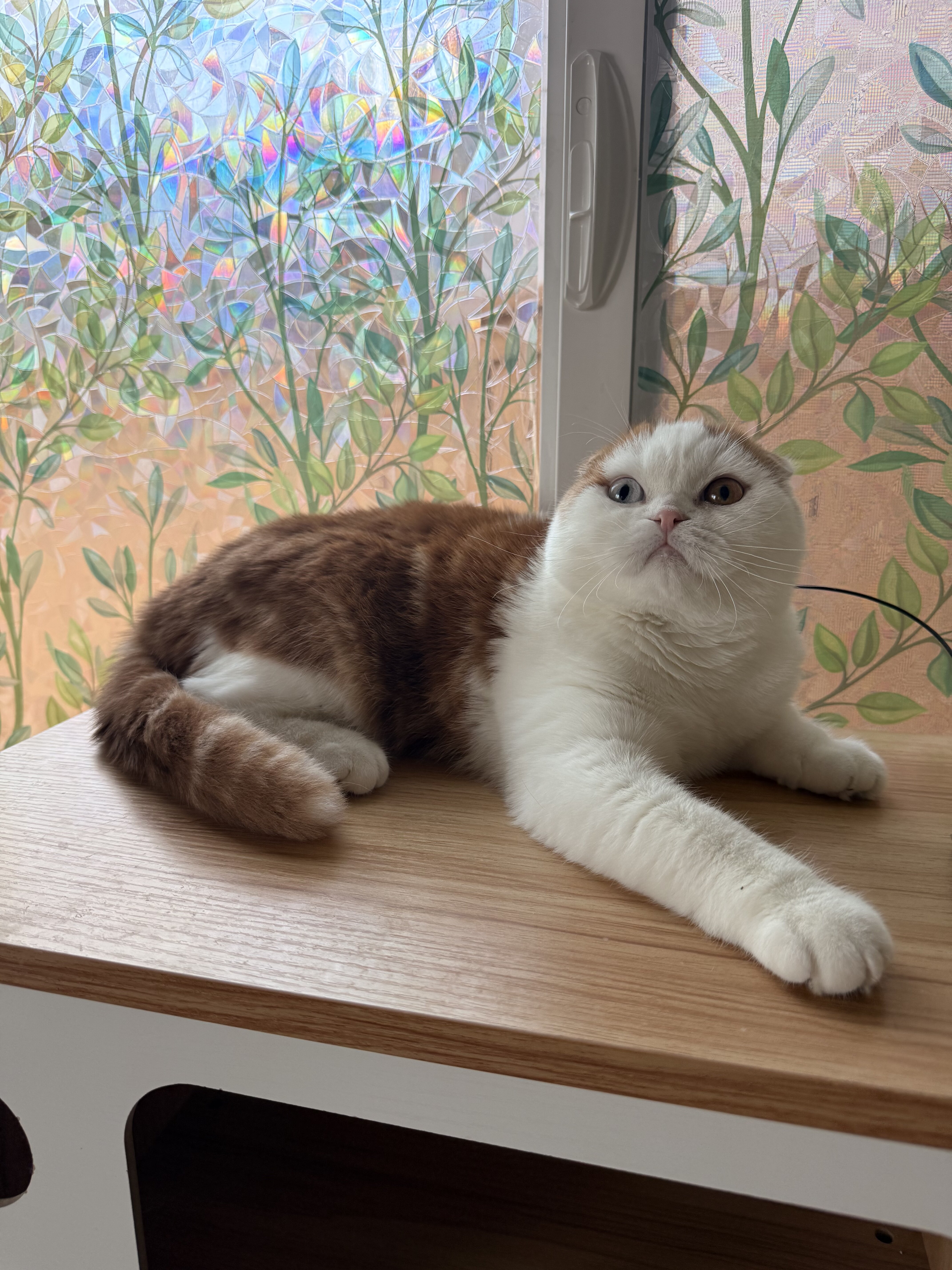Scottish Fold Male image 2