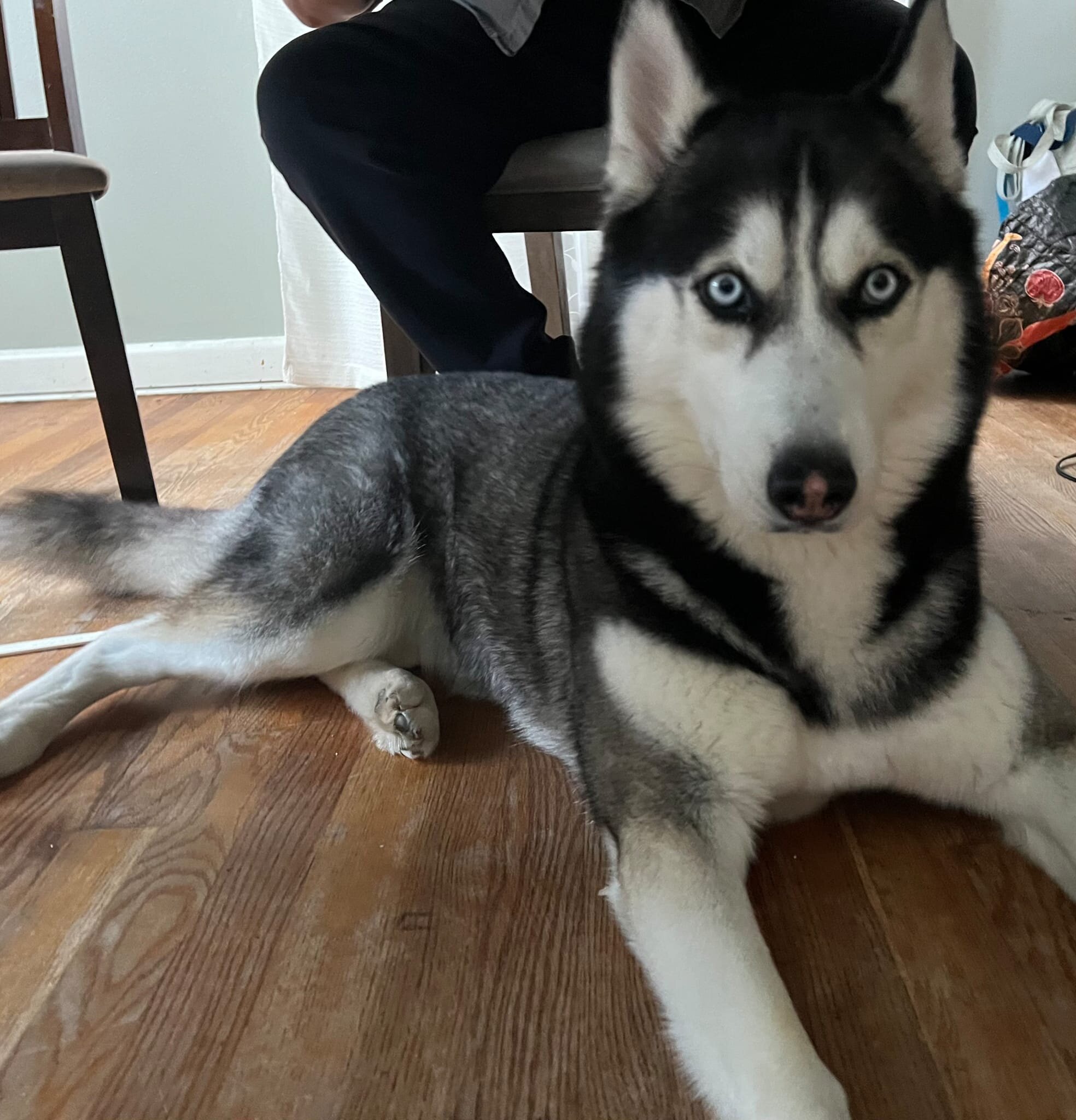 Dog image 2