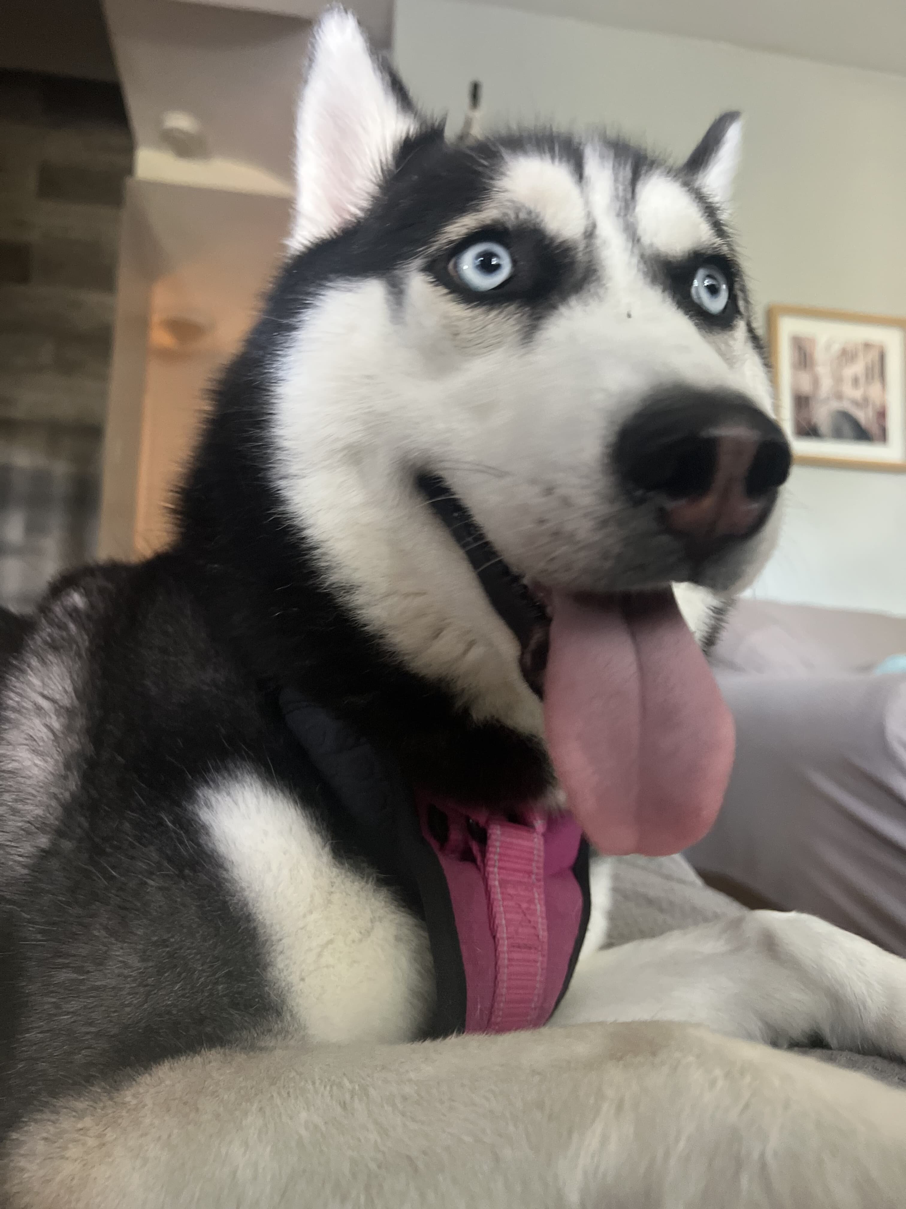 Dog image 1