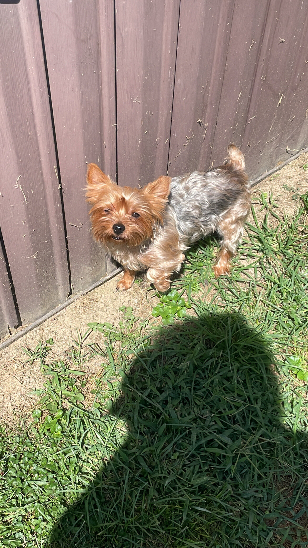 yorkshire terrier image 7