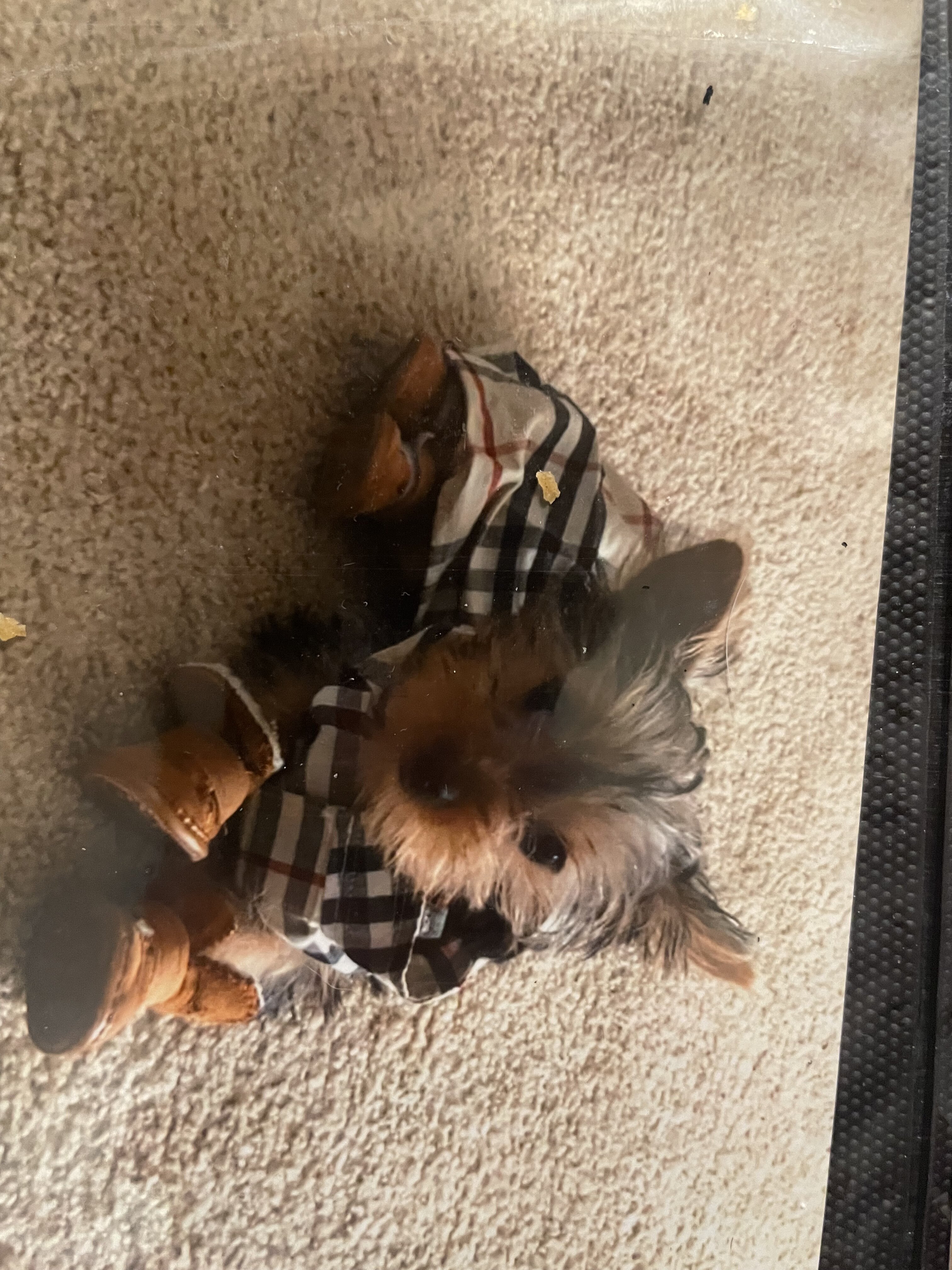 yorkshire terrier image 3