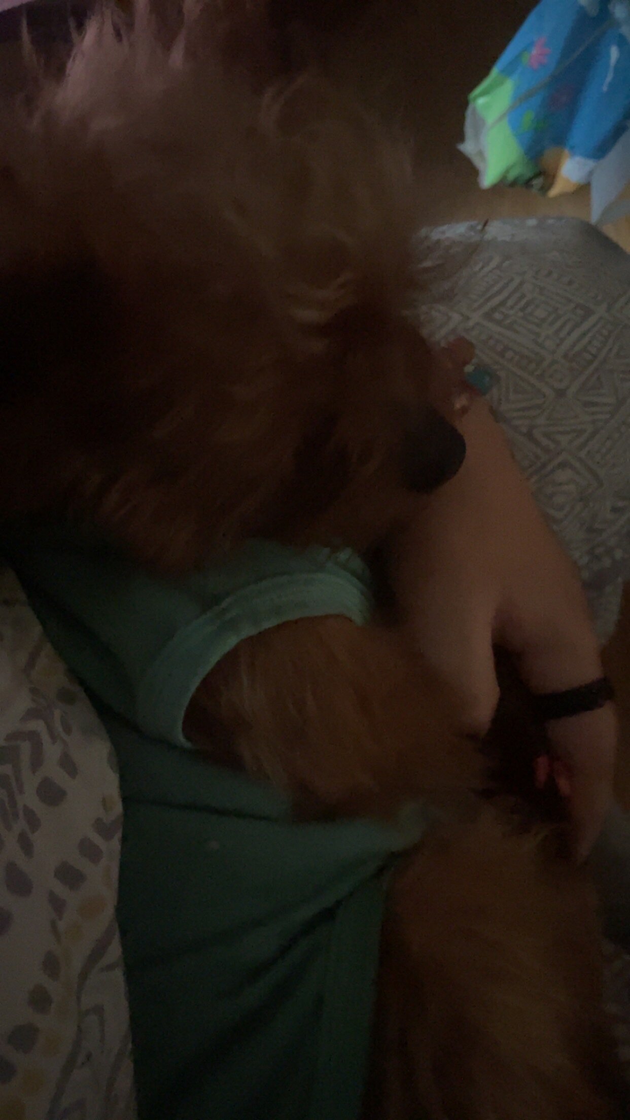 yorkshire terrier image 2