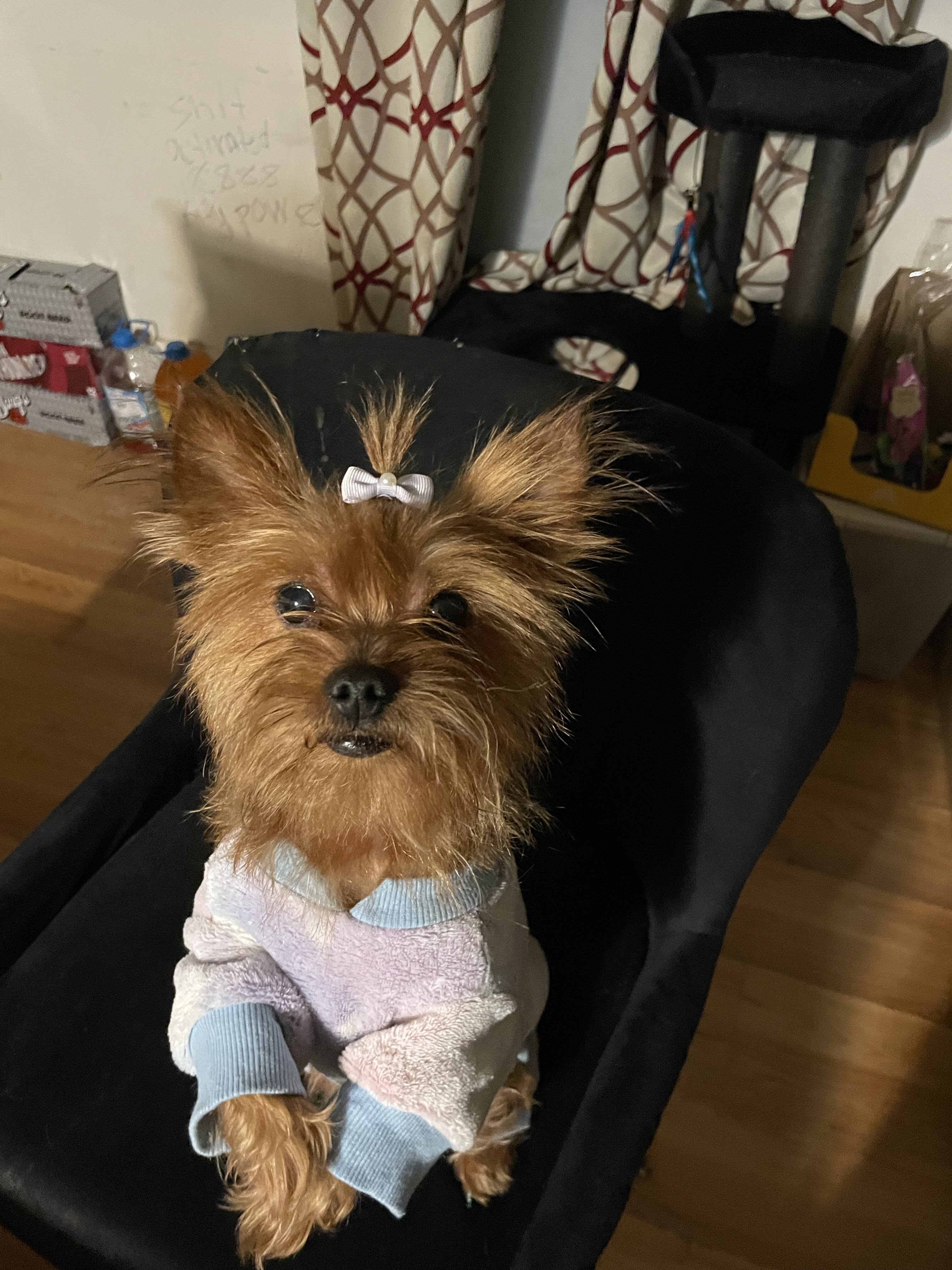 yorkshire terrier image 1