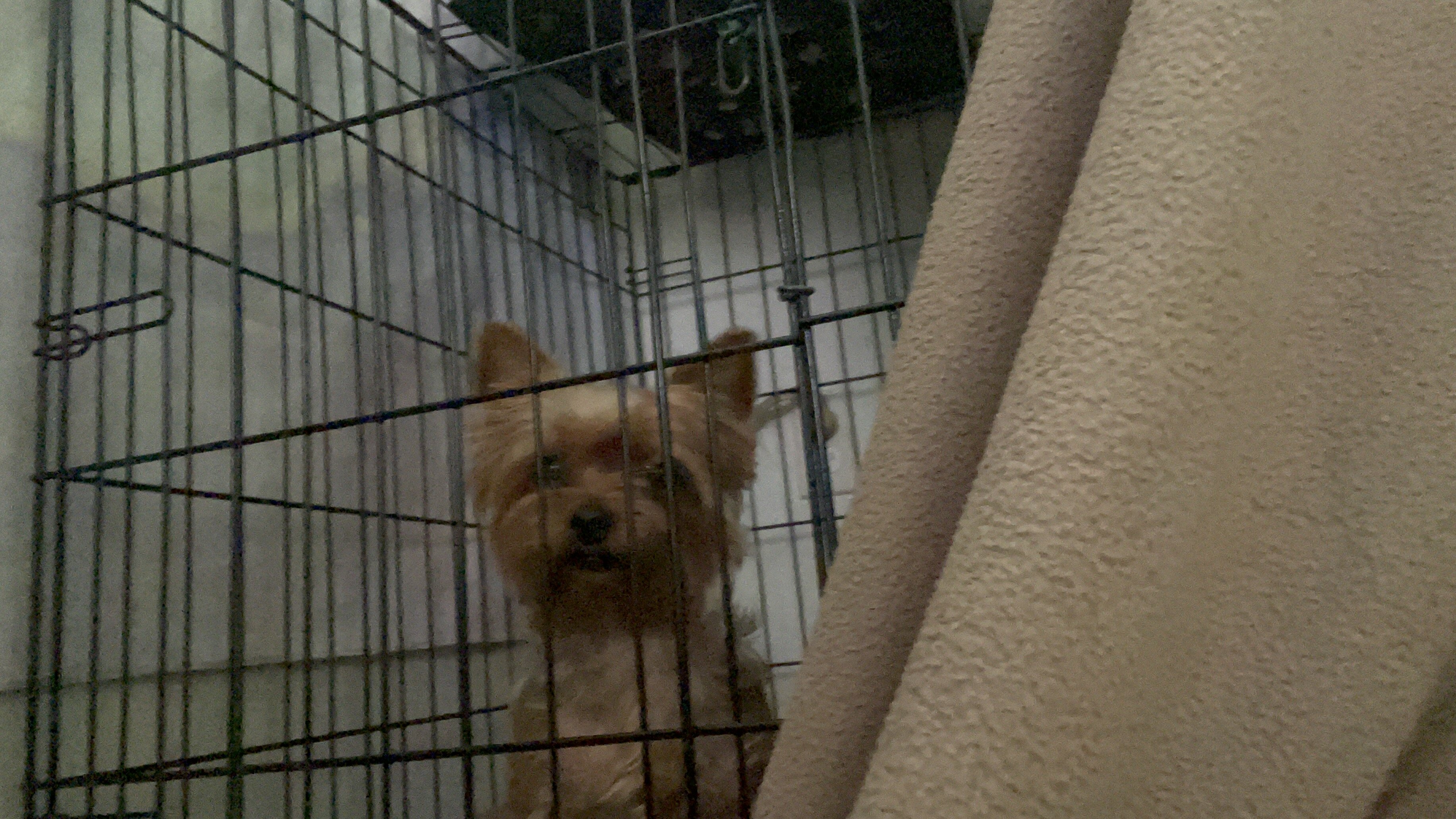 yorkshire terrier image 6