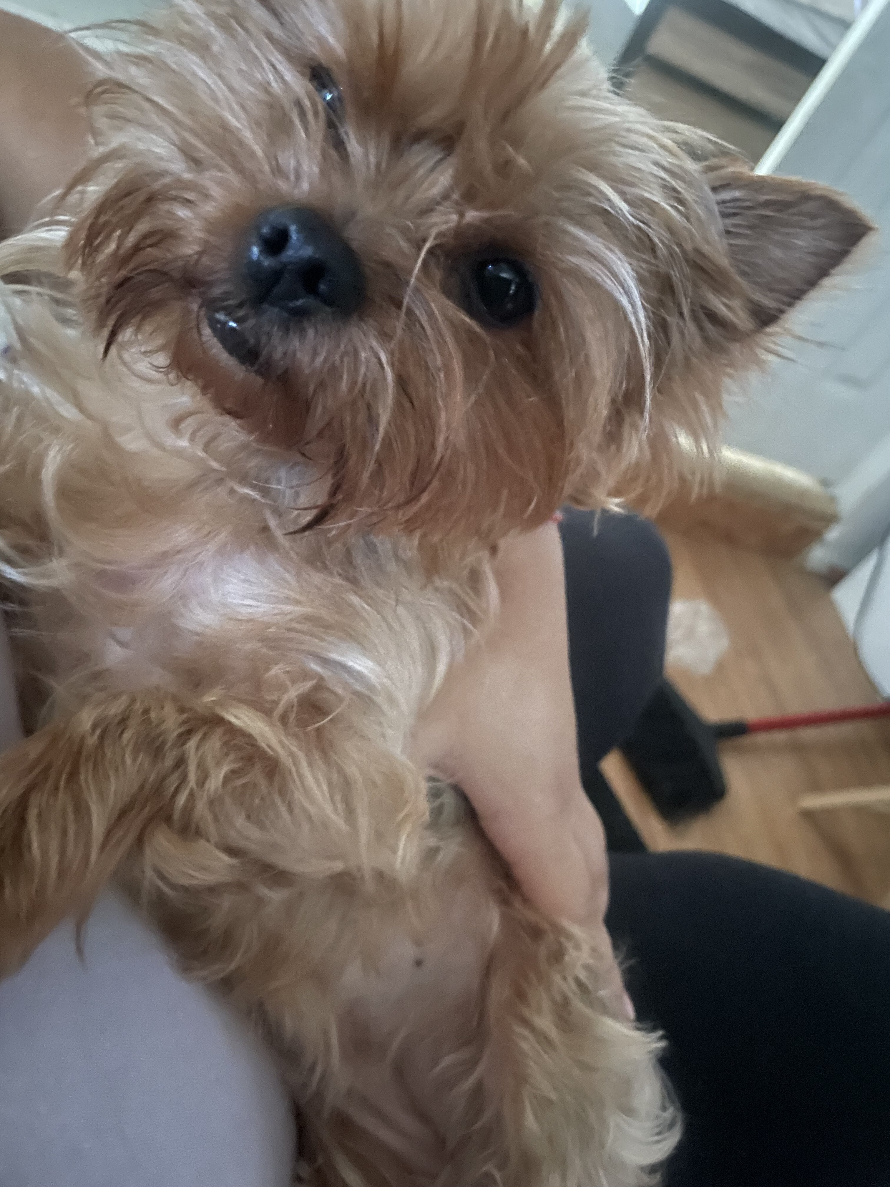 yorkshire terrier image 5