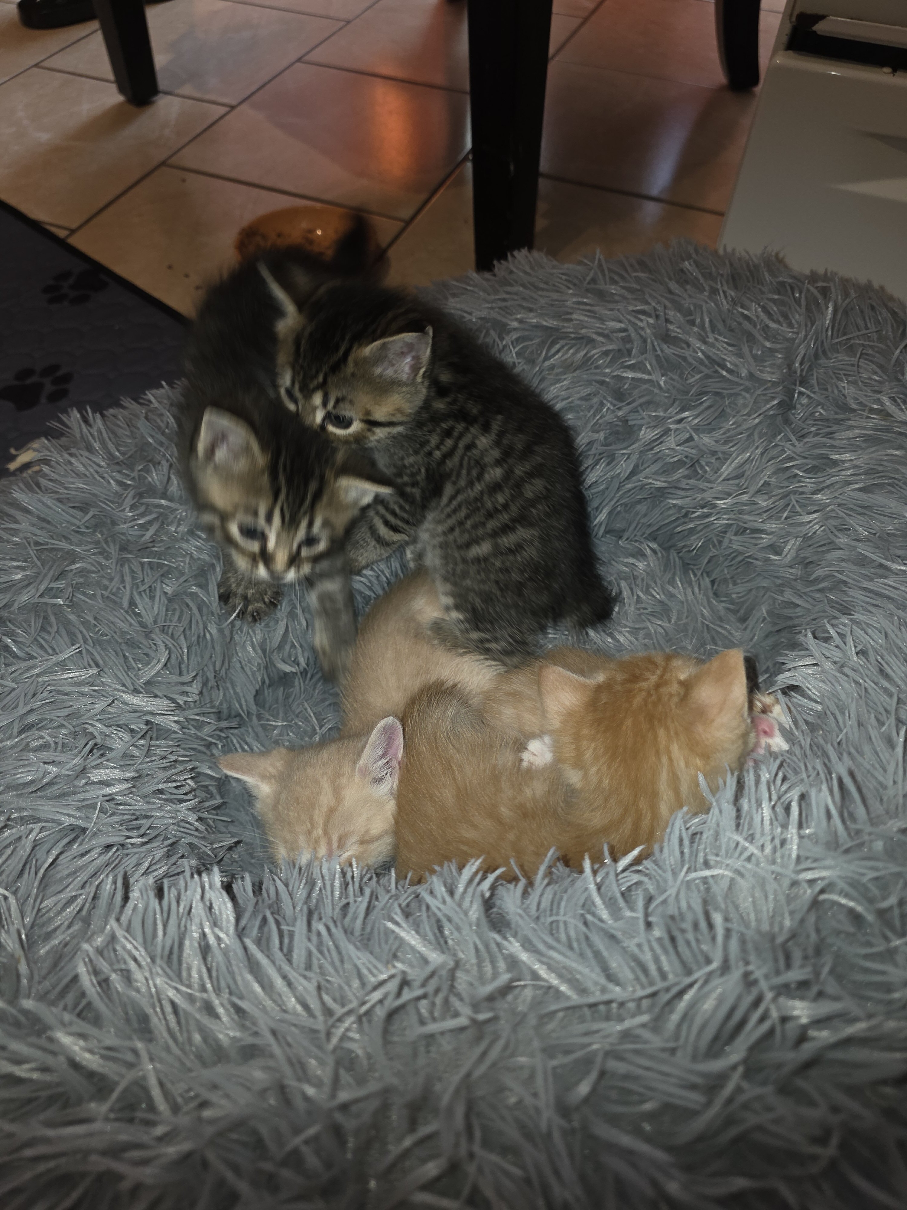 Male and female kittens. image 4