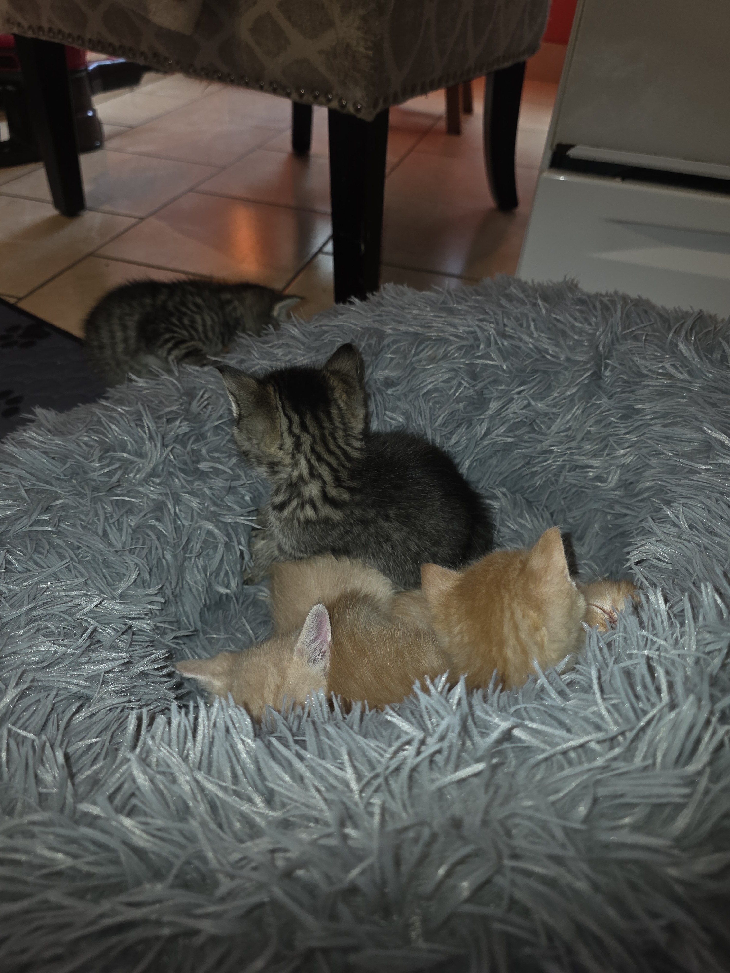 Male and female kittens. image 3
