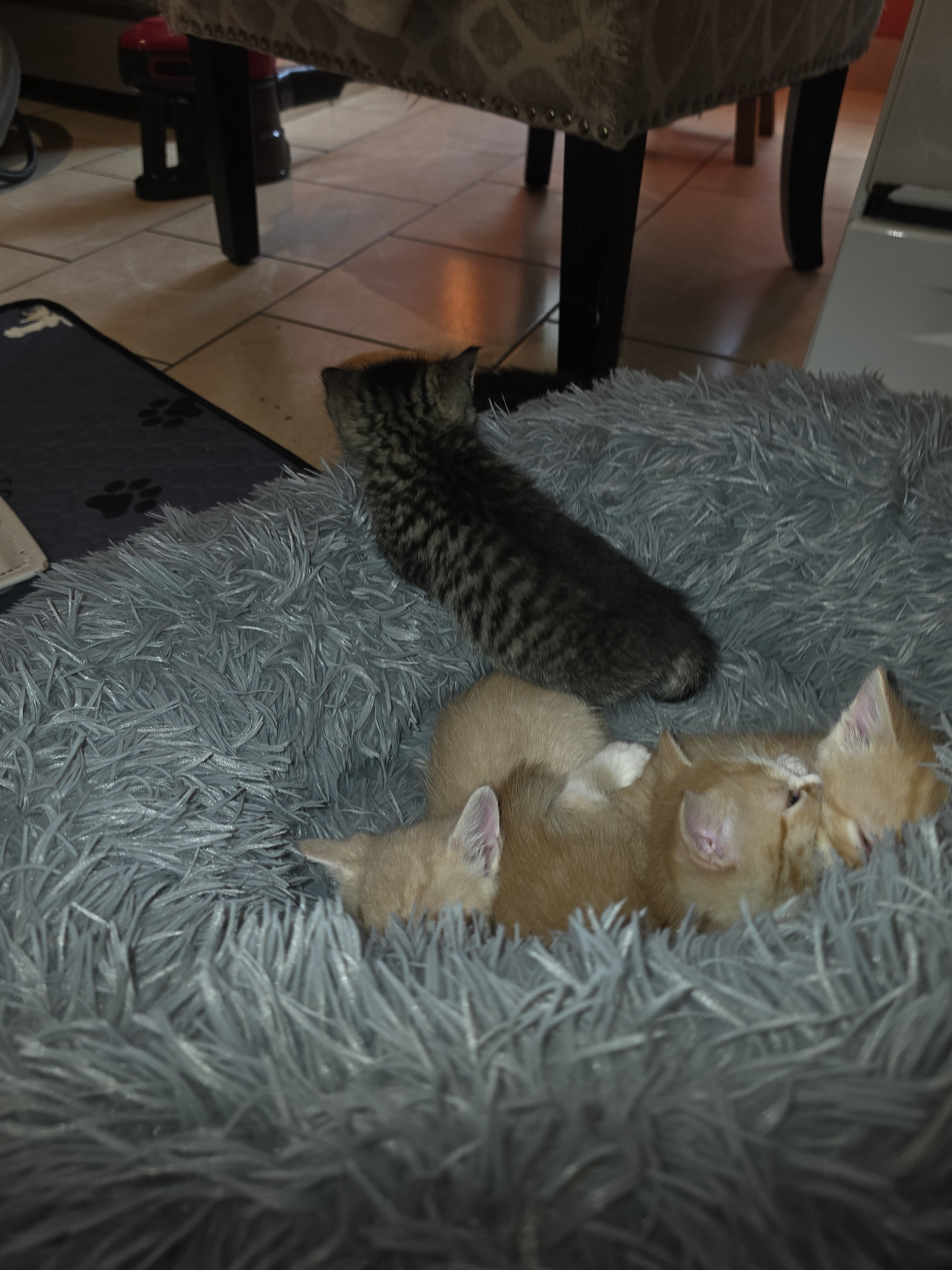 Male and female kittens. image 5