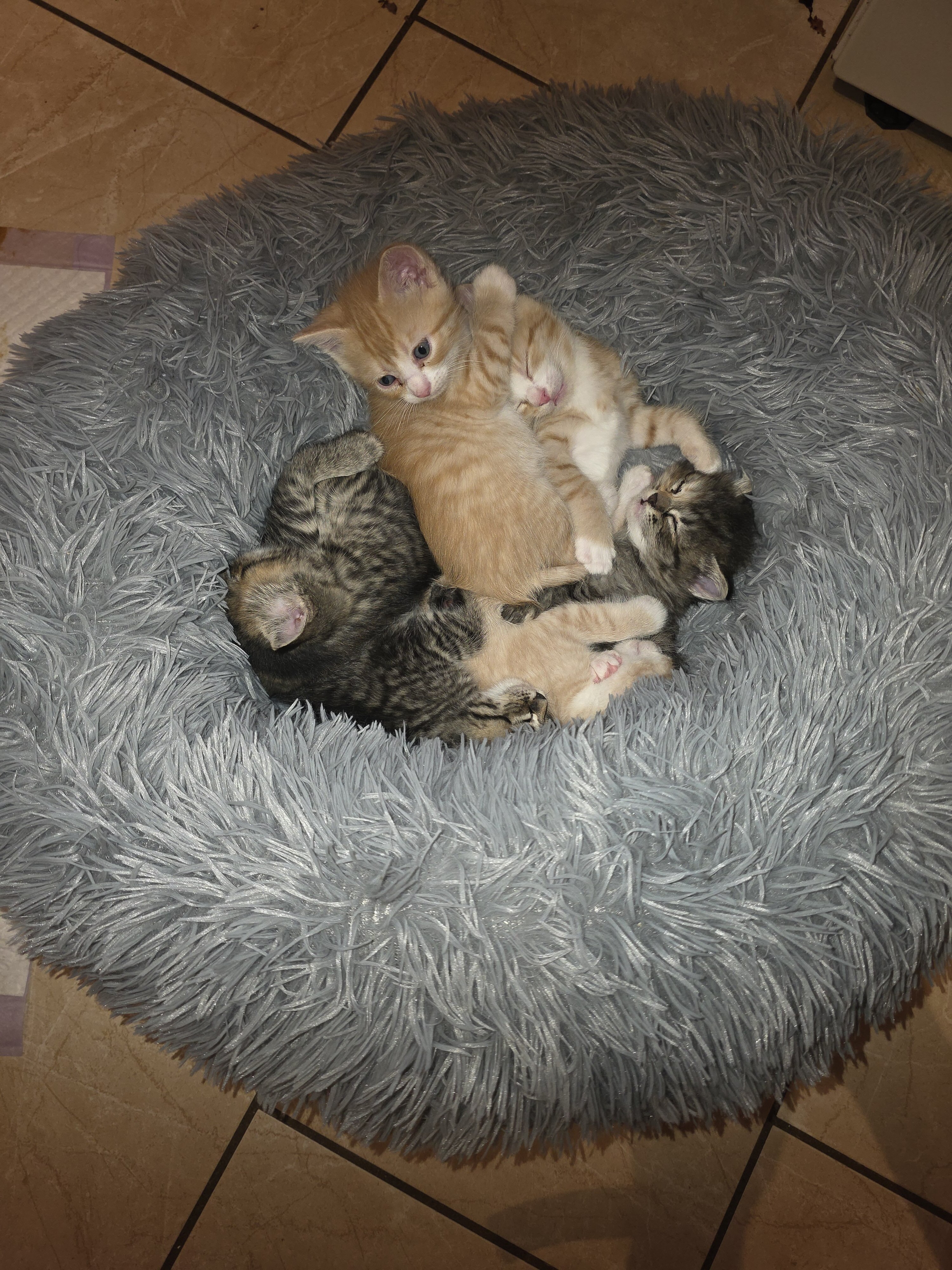 Male and female kittens. image 2