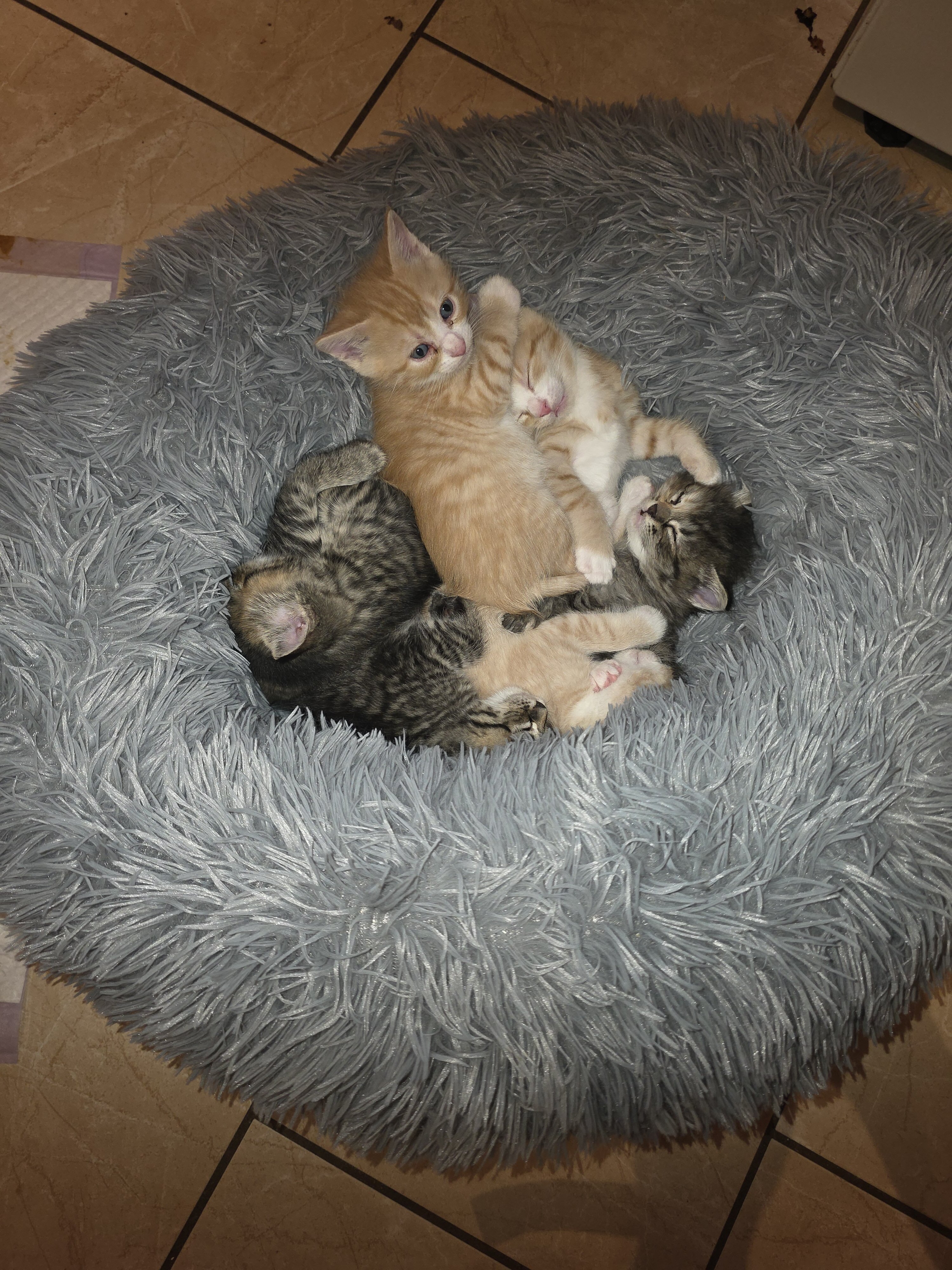 Male and female kittens. image 1