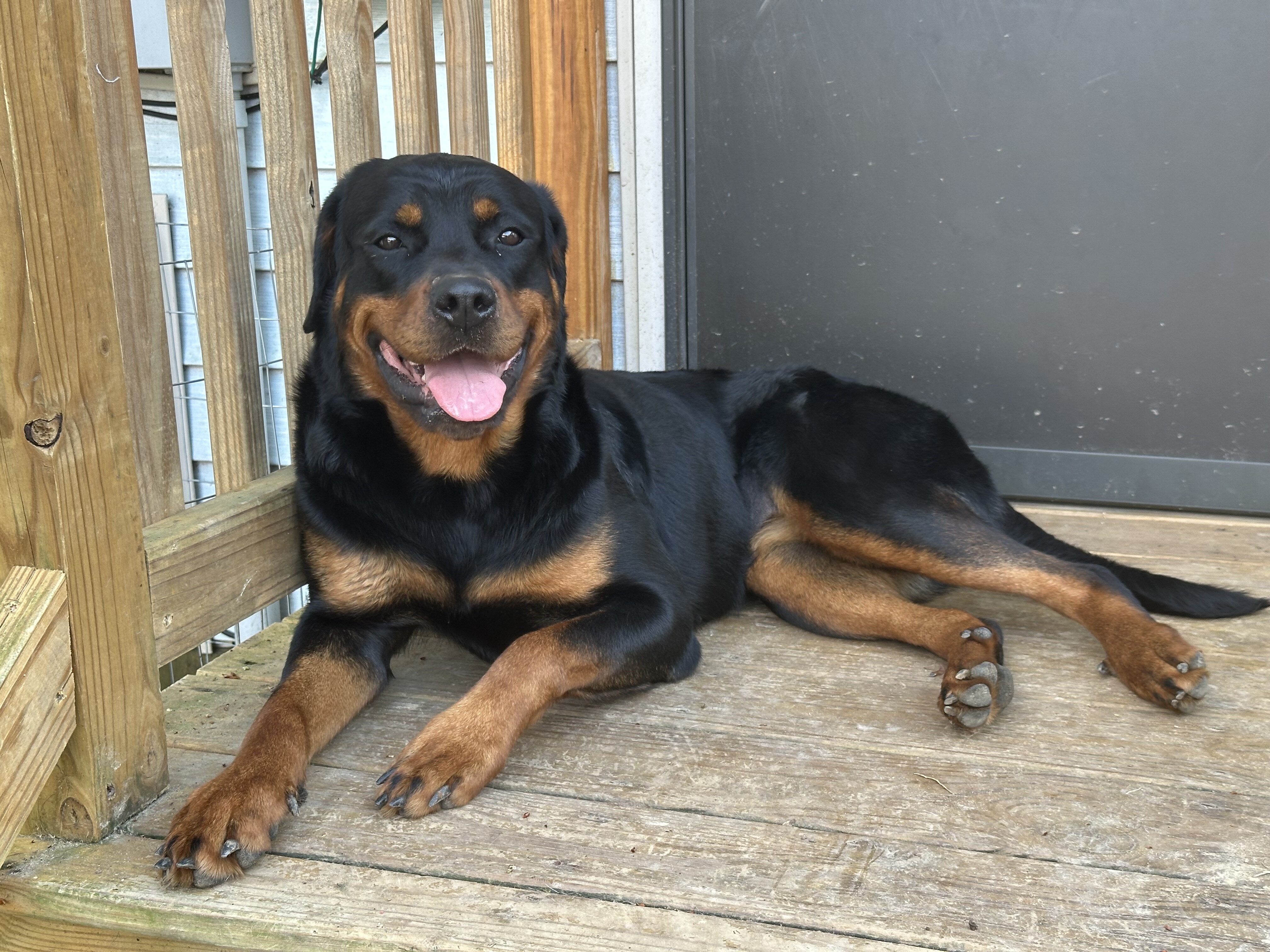 Rottweiler image 2