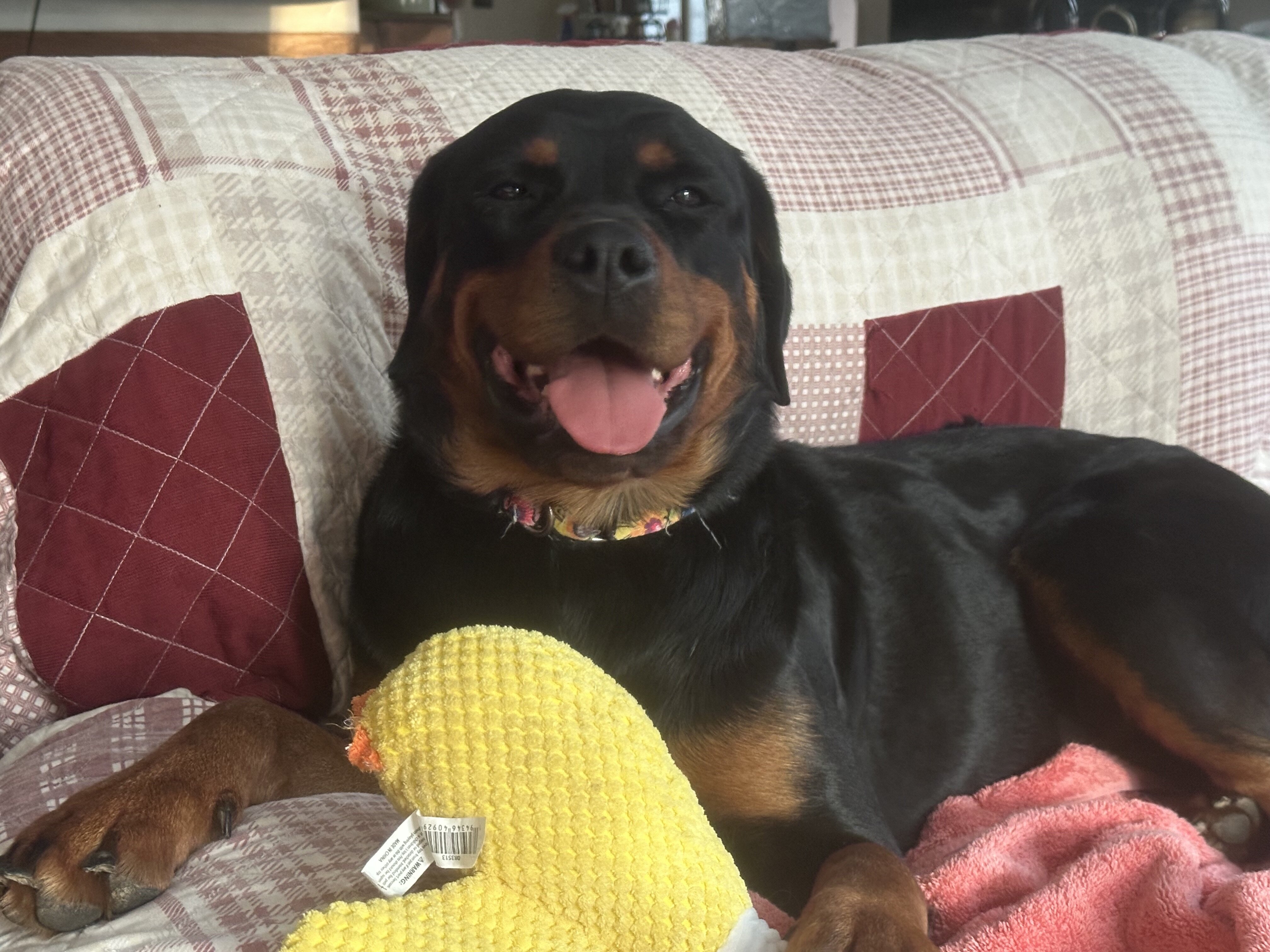 Rottweiler image 3