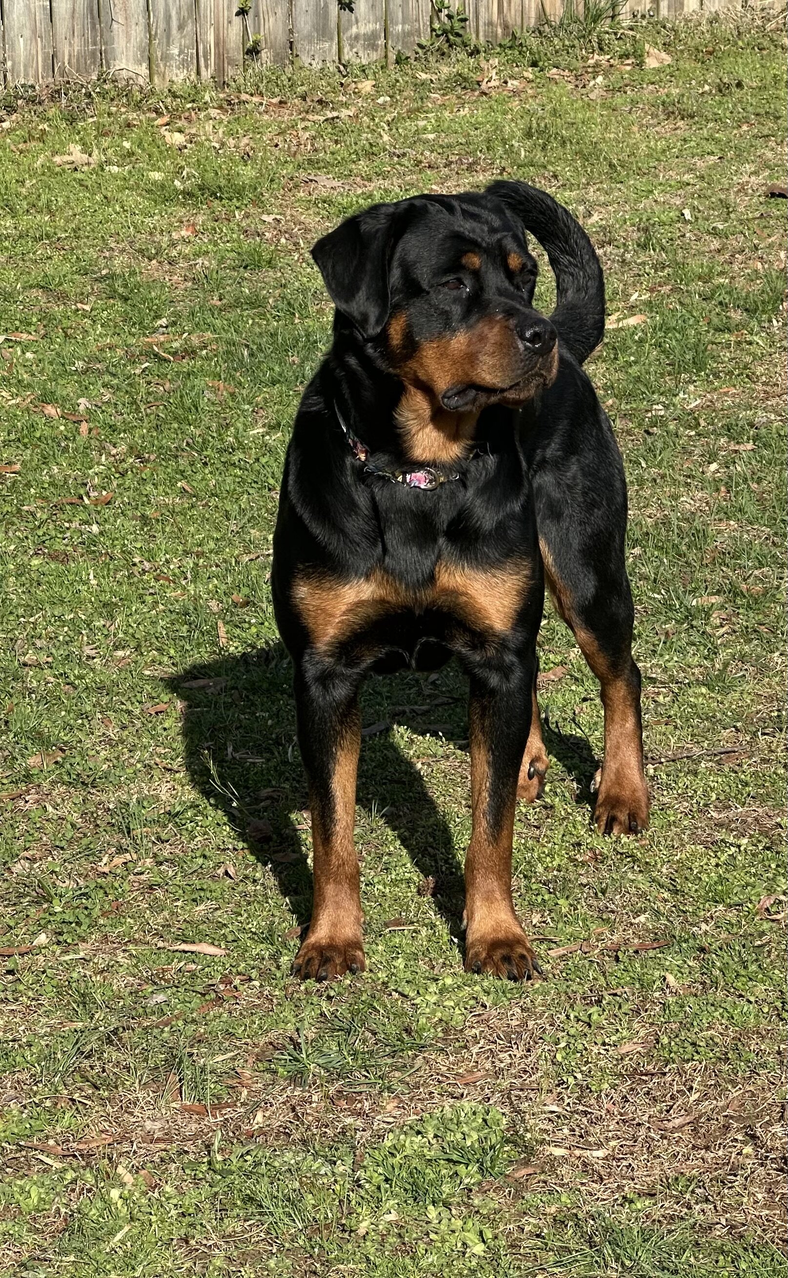 Rottweiler image 1