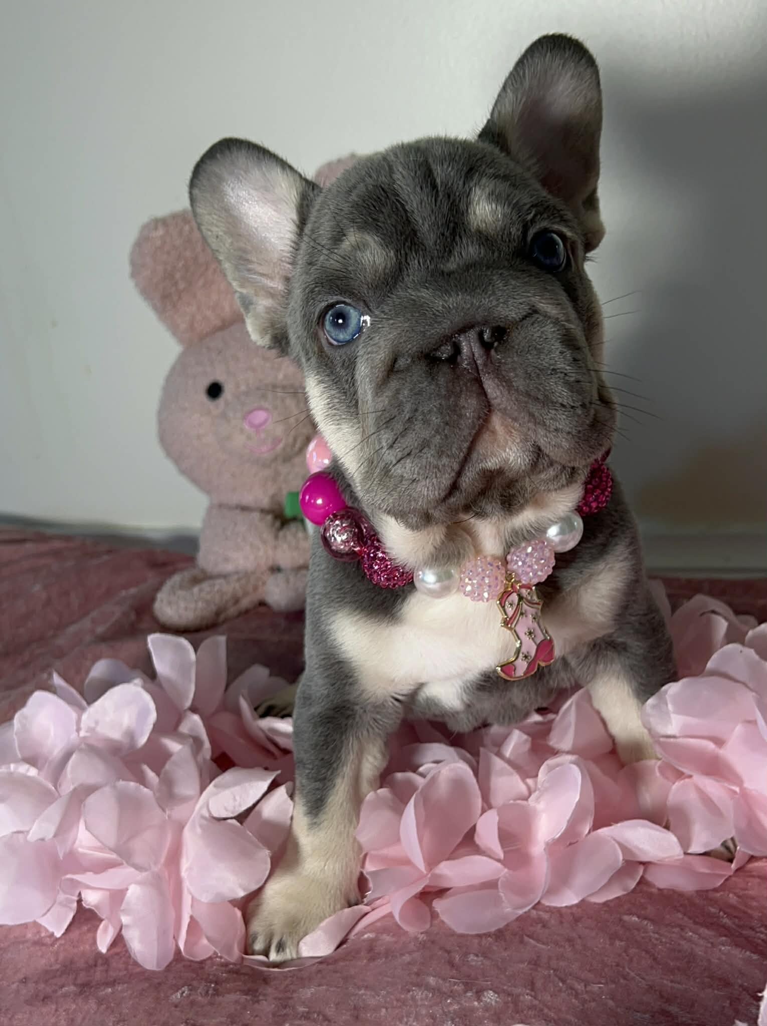 French Bulldog image 1