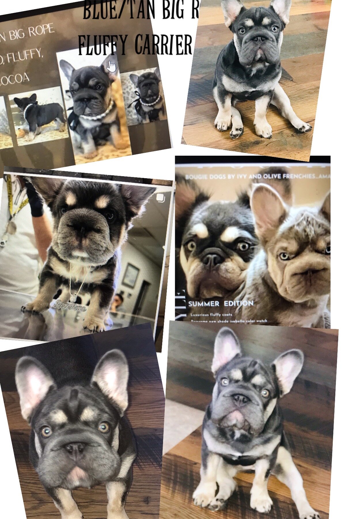 French Bulldog image 2