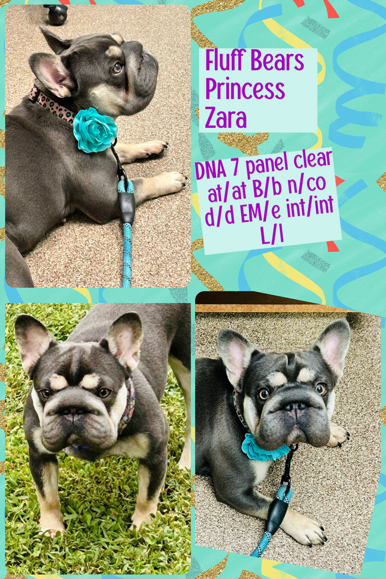 French Bulldog image 3