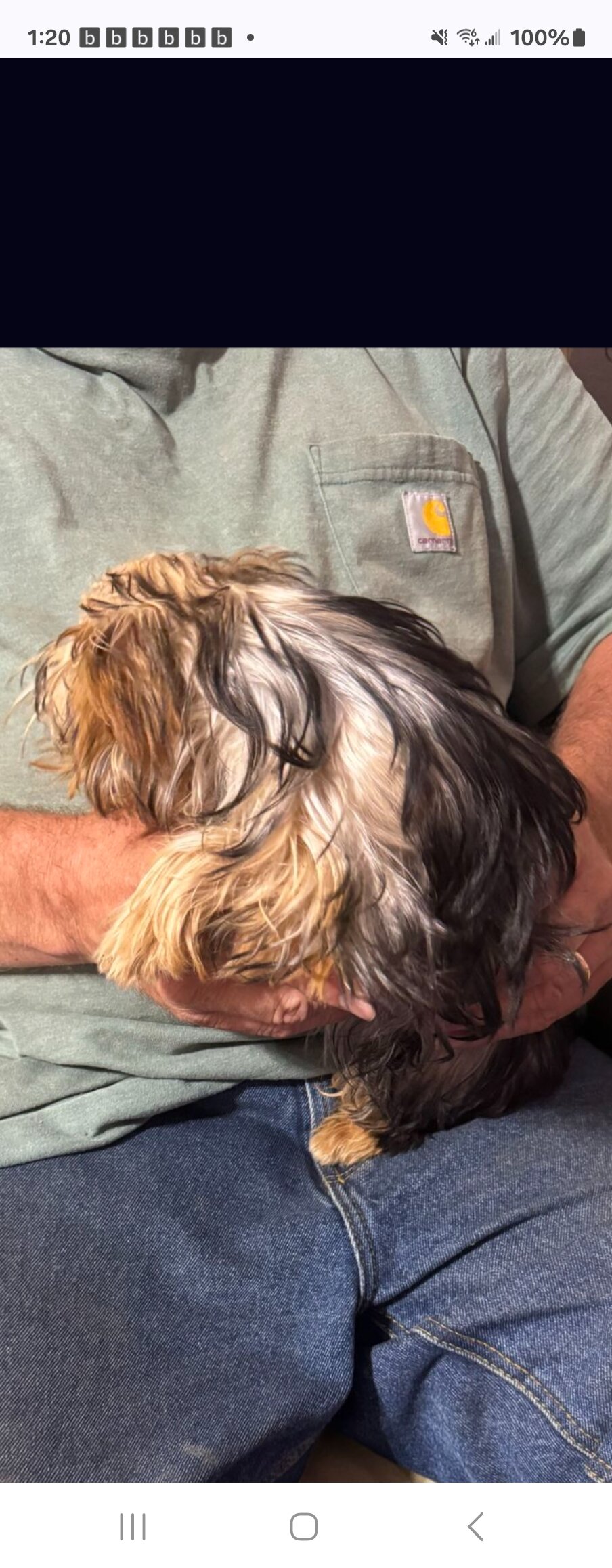 Red Sable Blonde Yorkie image 4