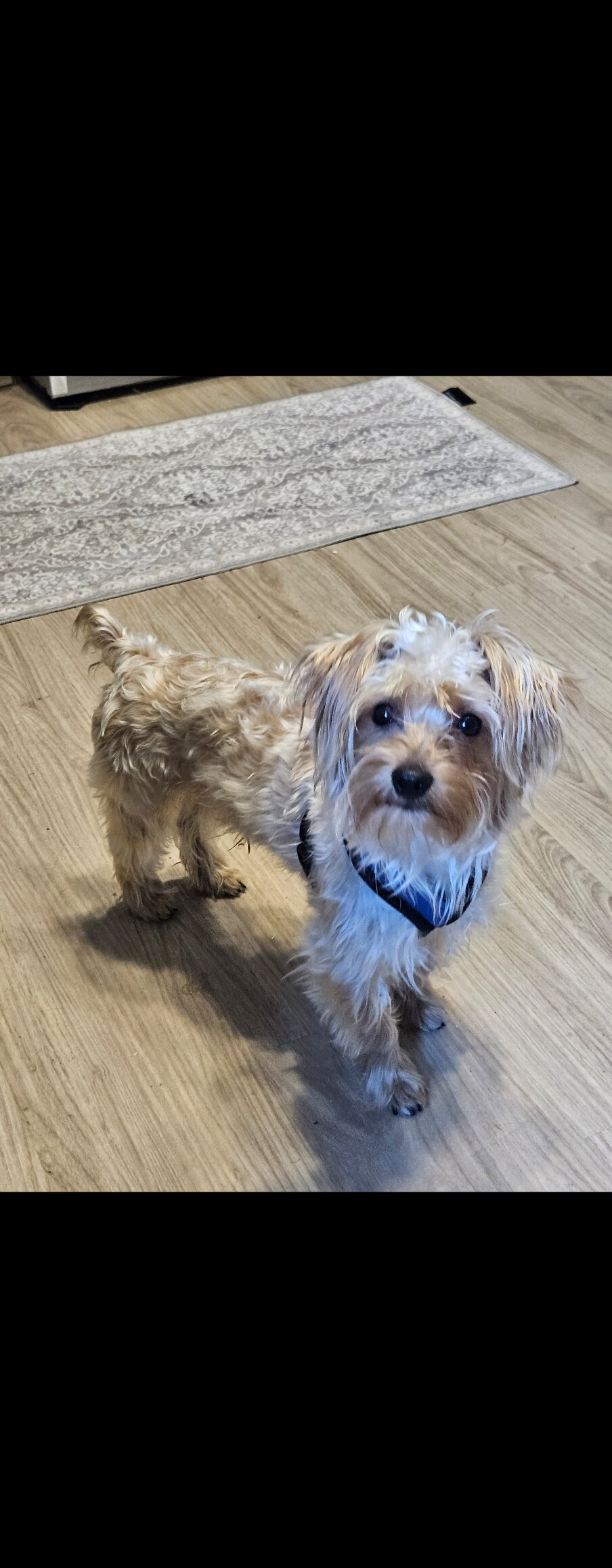 Red Sable Blonde Yorkie image 1