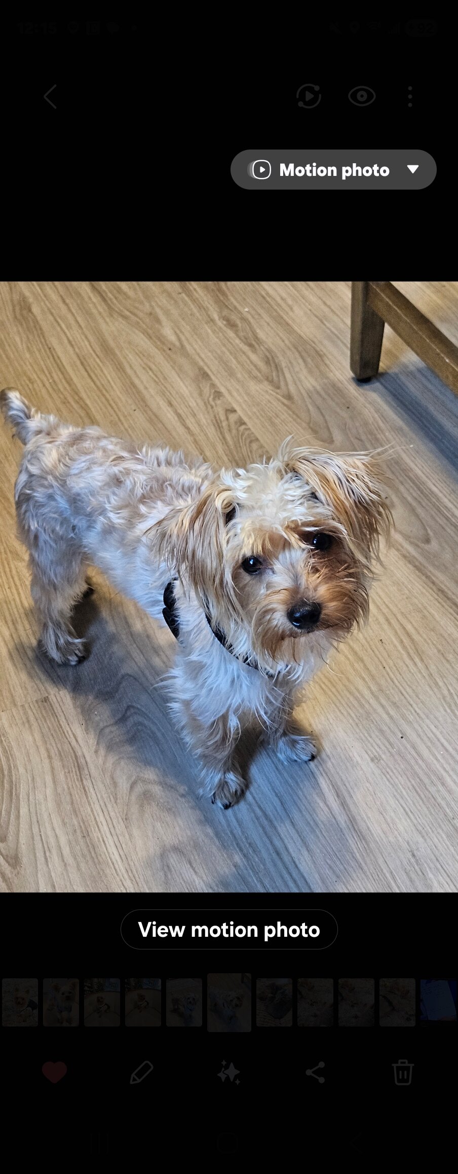 Red Sable Blonde Yorkie image 3