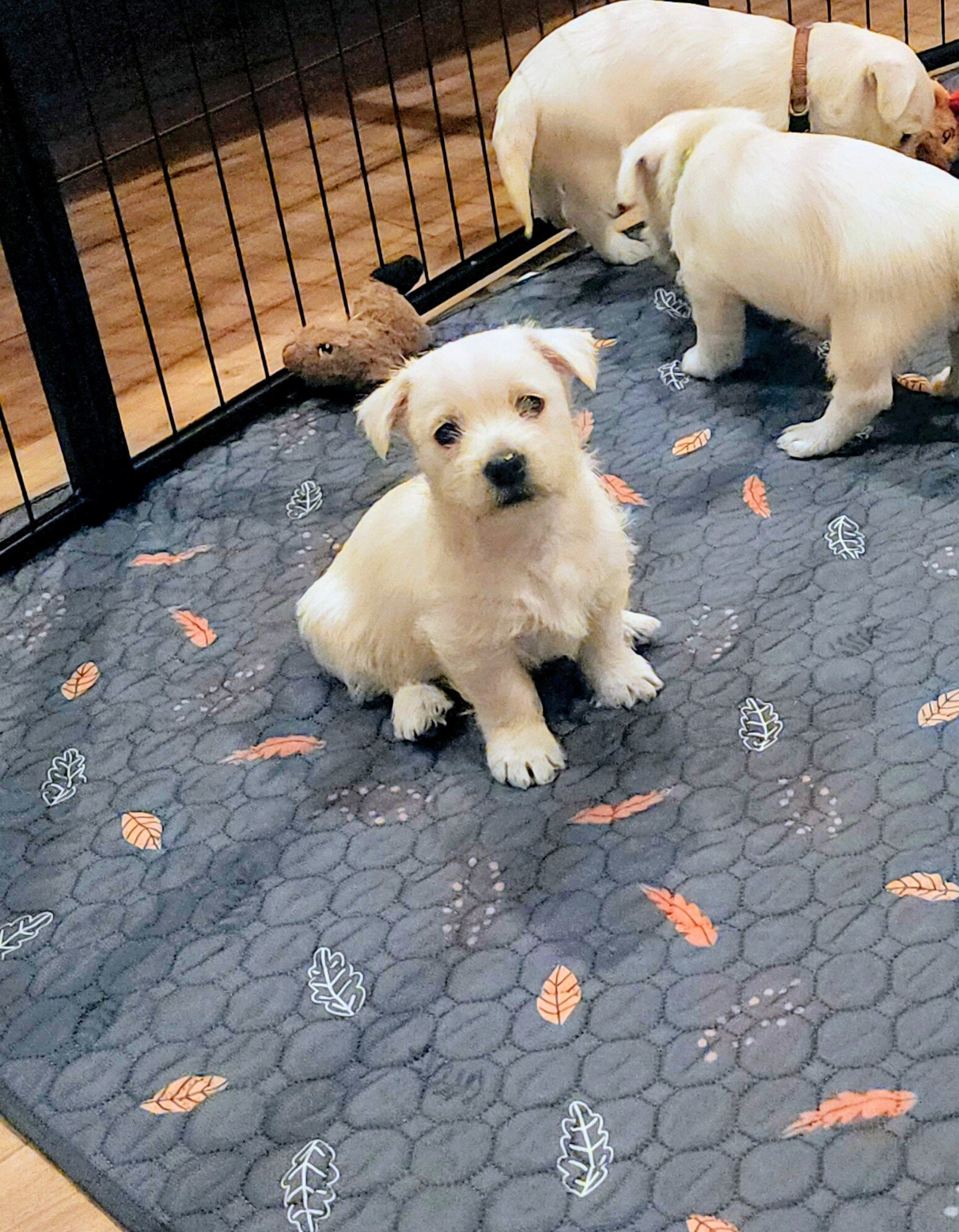 West Highland White Terrier puppies image 4